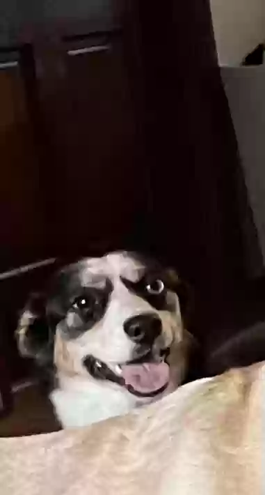 Lost dog in Charleston, WV, 25314