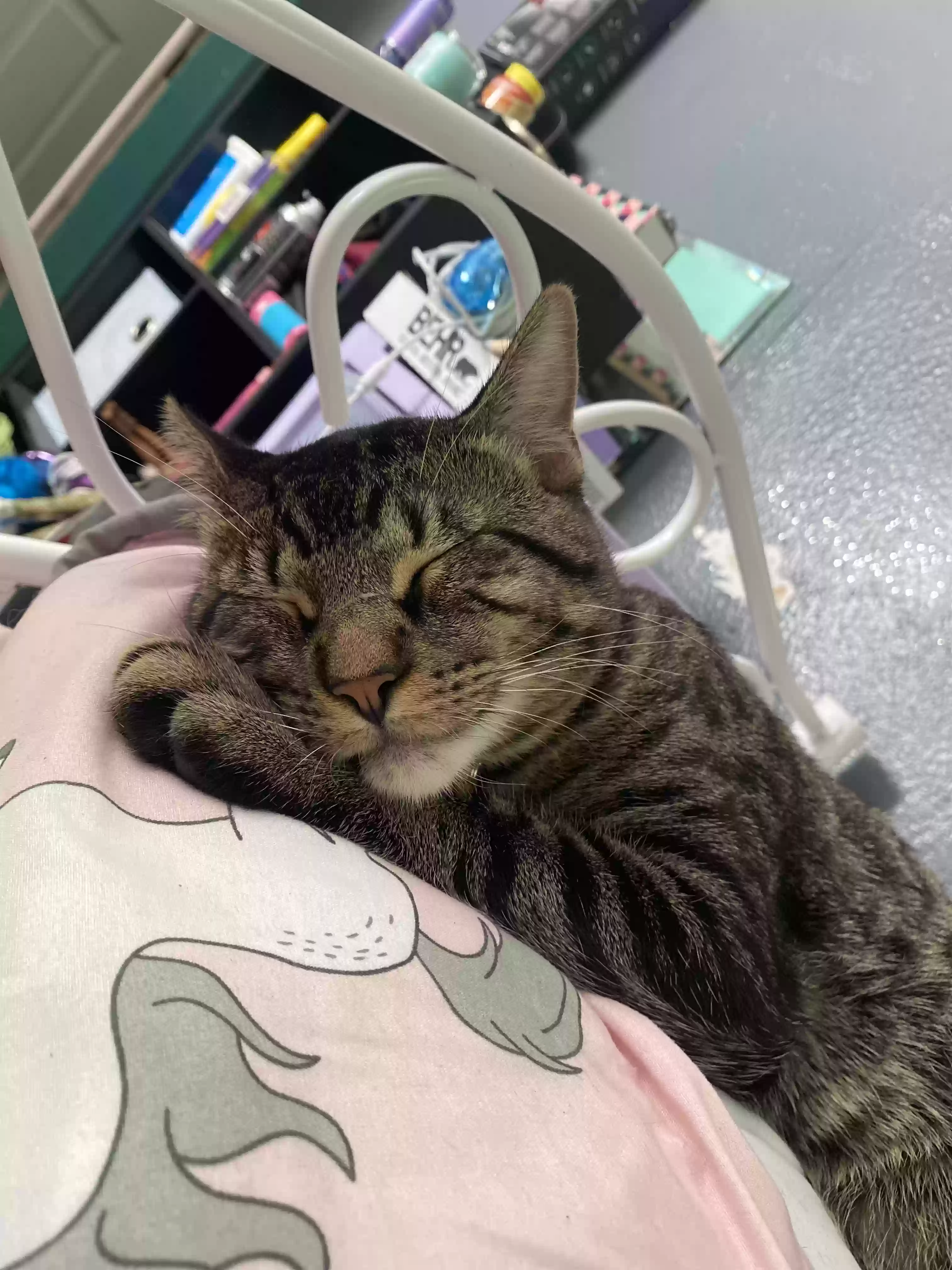 Lost cat in Dallas, TX, 75228