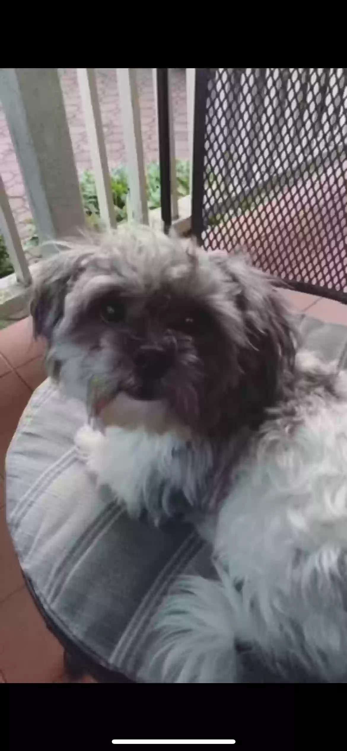 Lost dog in Brooklyn, NY, 11210