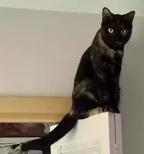 Lost cat in Middleton, WI, 53562