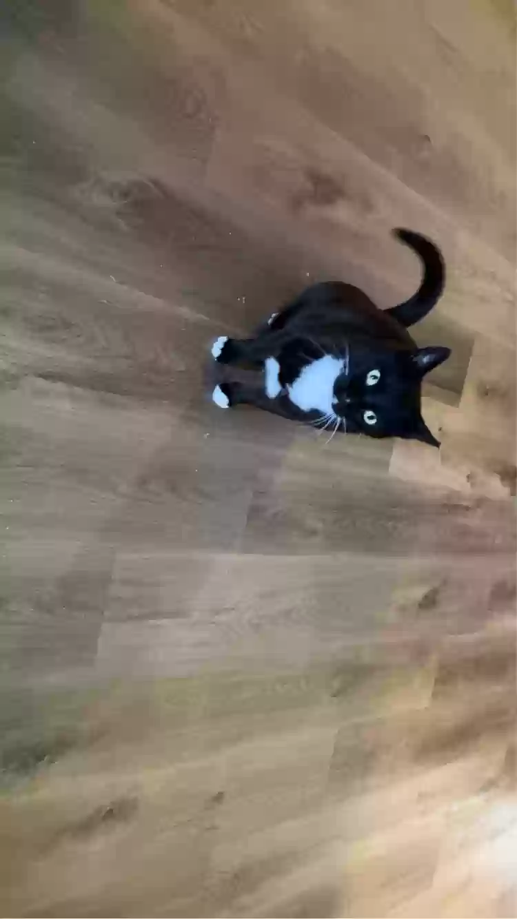 Lost cat in Southaven, MS, 38671