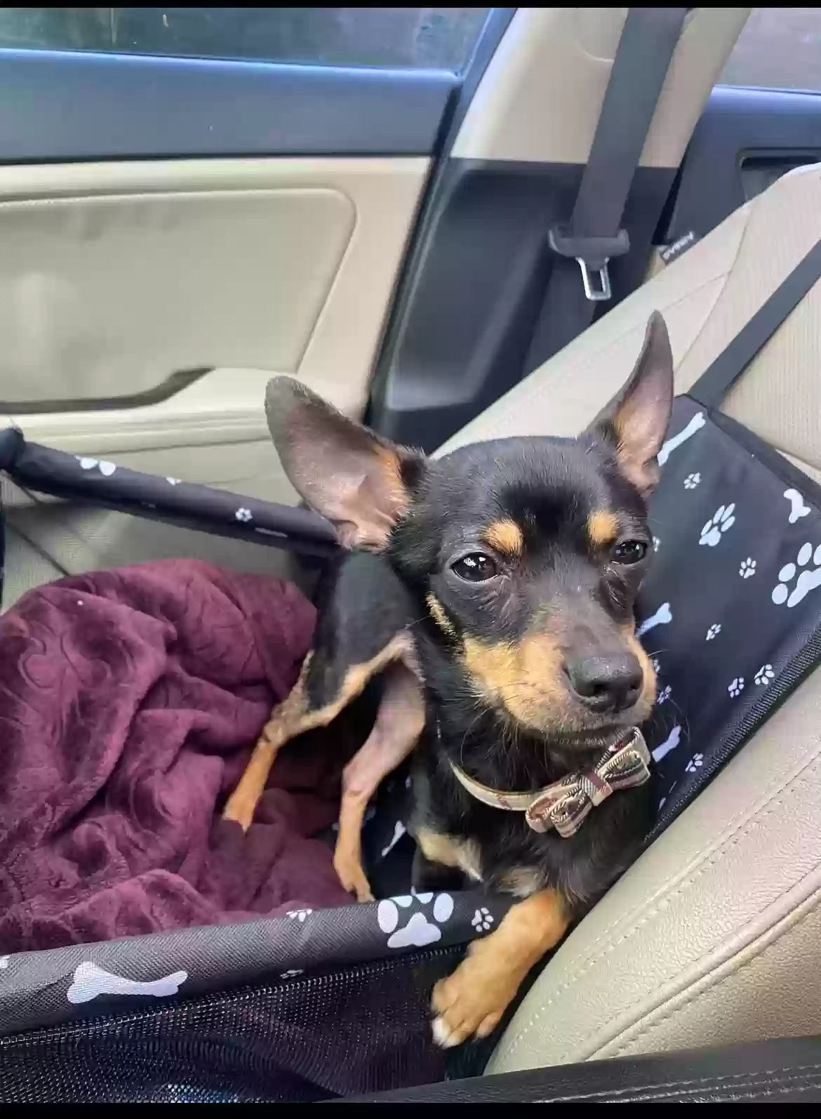 Lost dog in Miami, FL, 33127