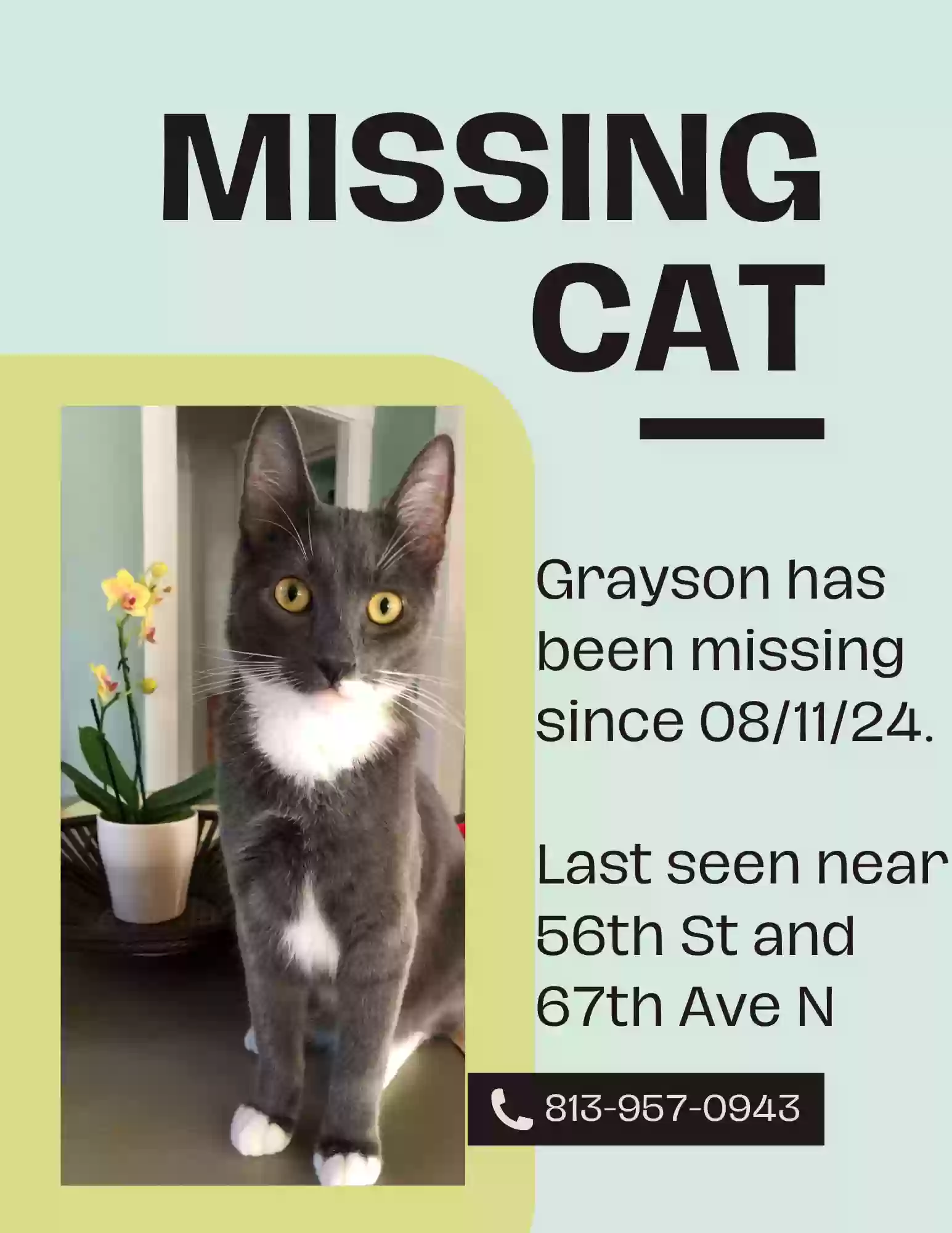 Lost cat in Pinellas Park, FL, 33781