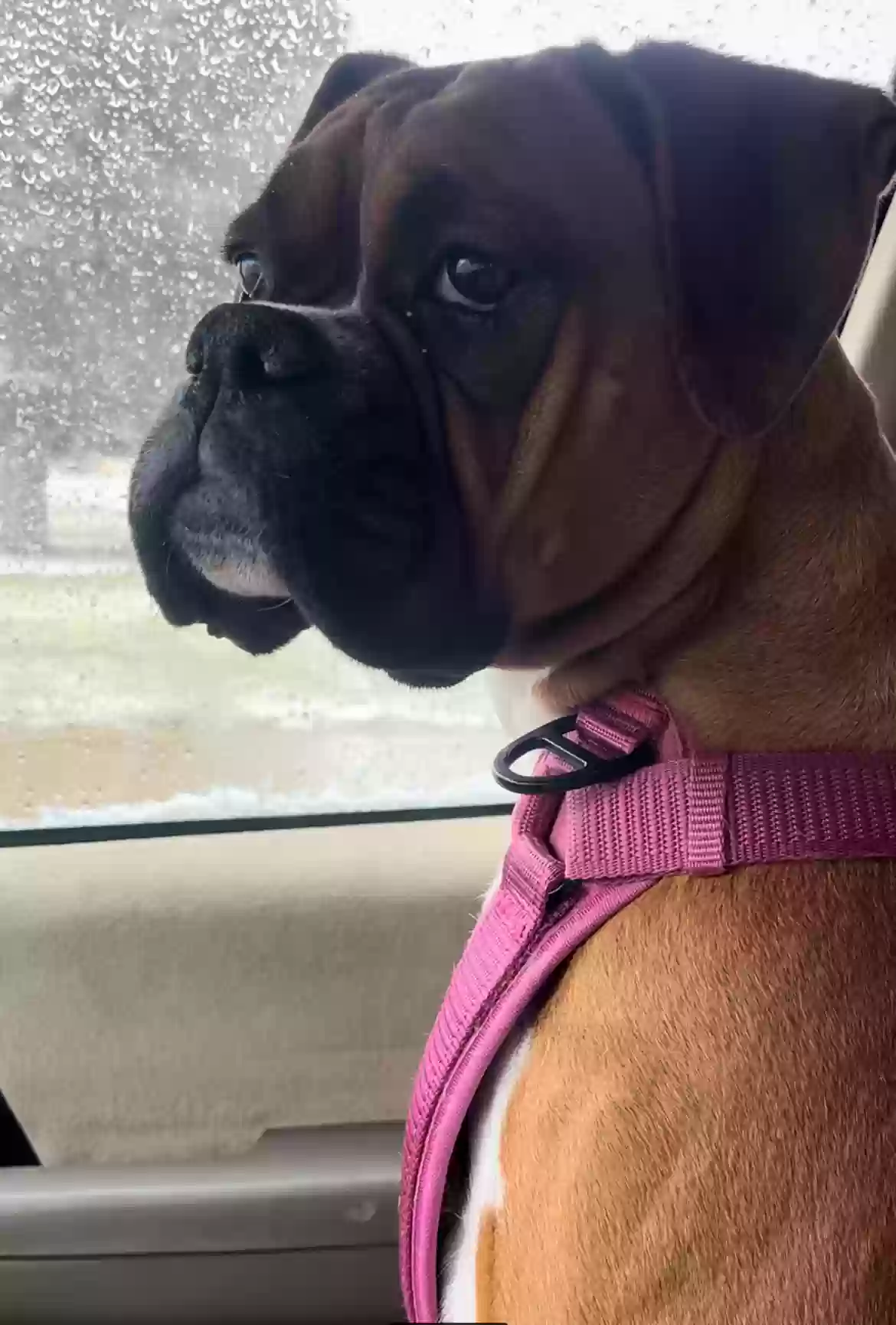 Lost dog in Salt Lake City, UT, 84123