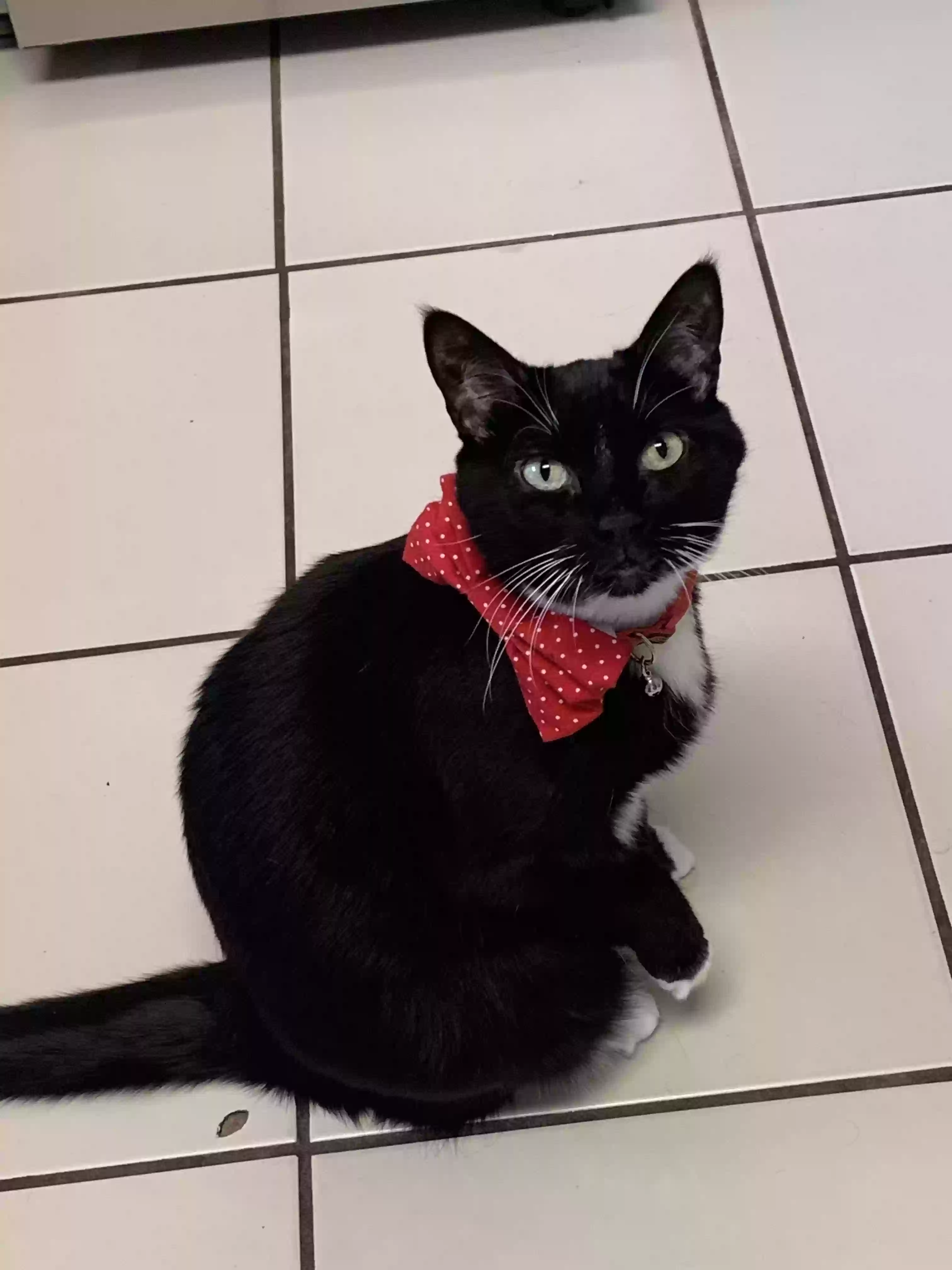 Lost cat in Miami, FL, 33155