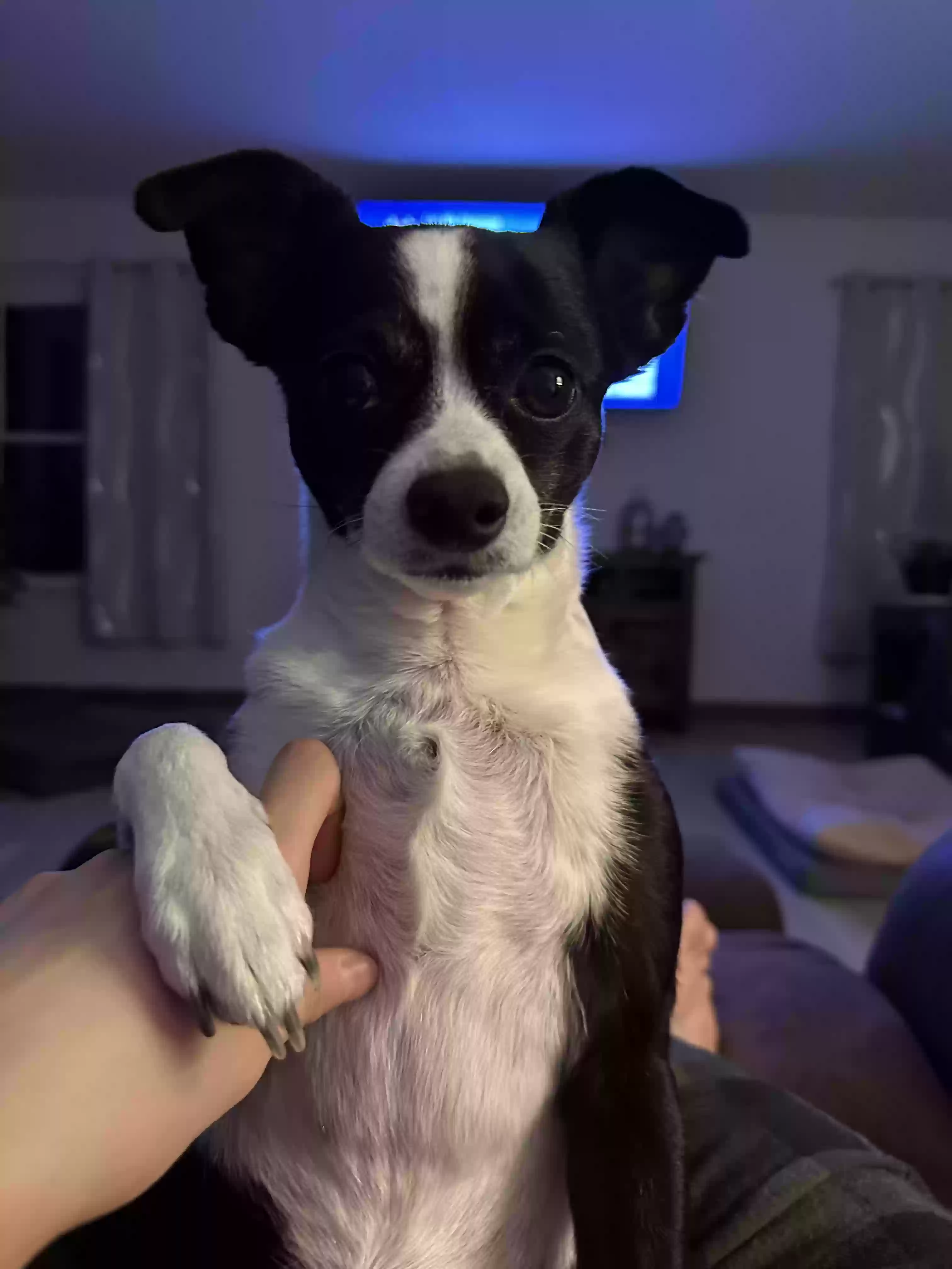 Lost dog in Los Lunas, NM, 87031