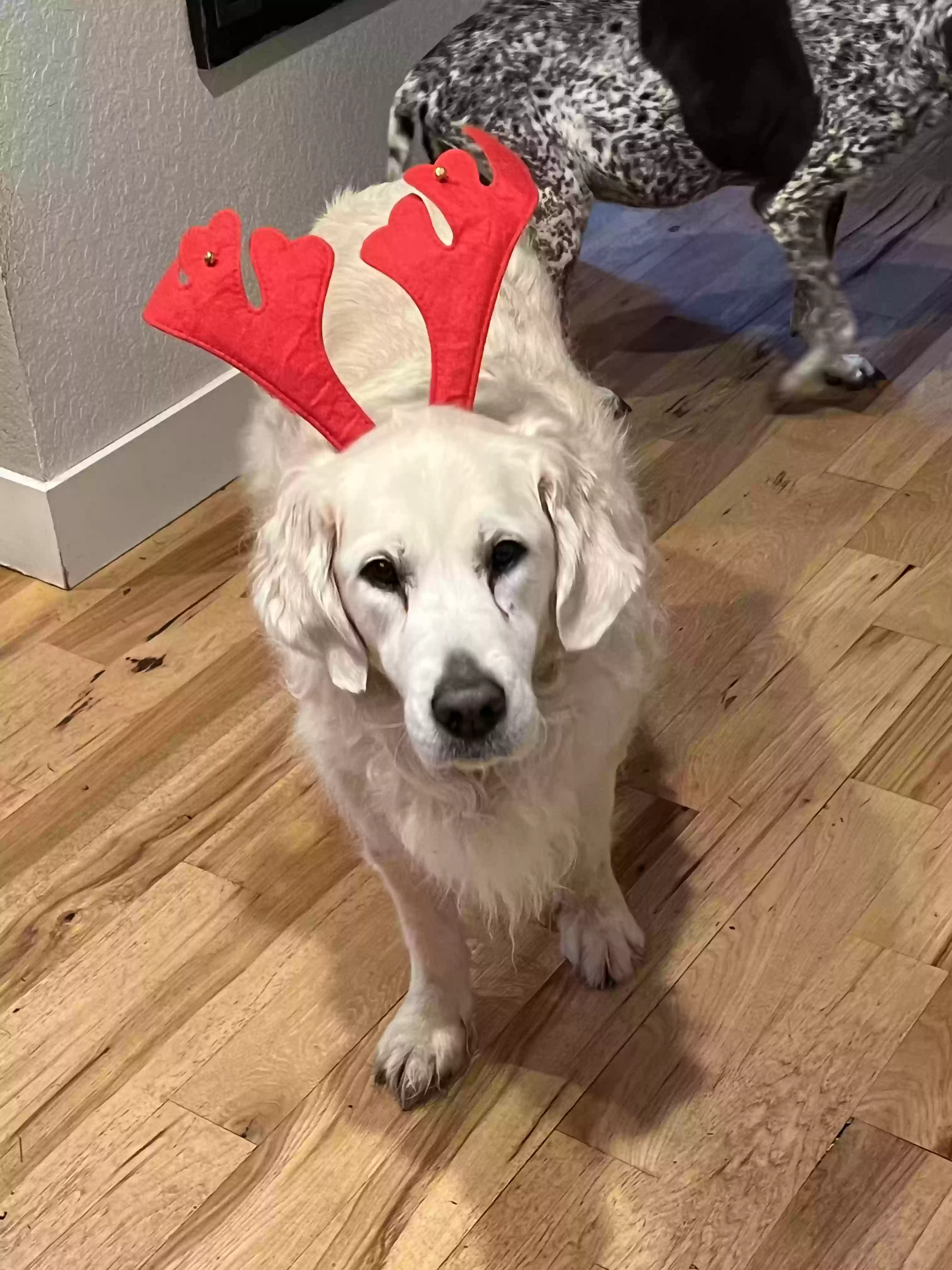 Lost dog in Yacolt, WA, 98675