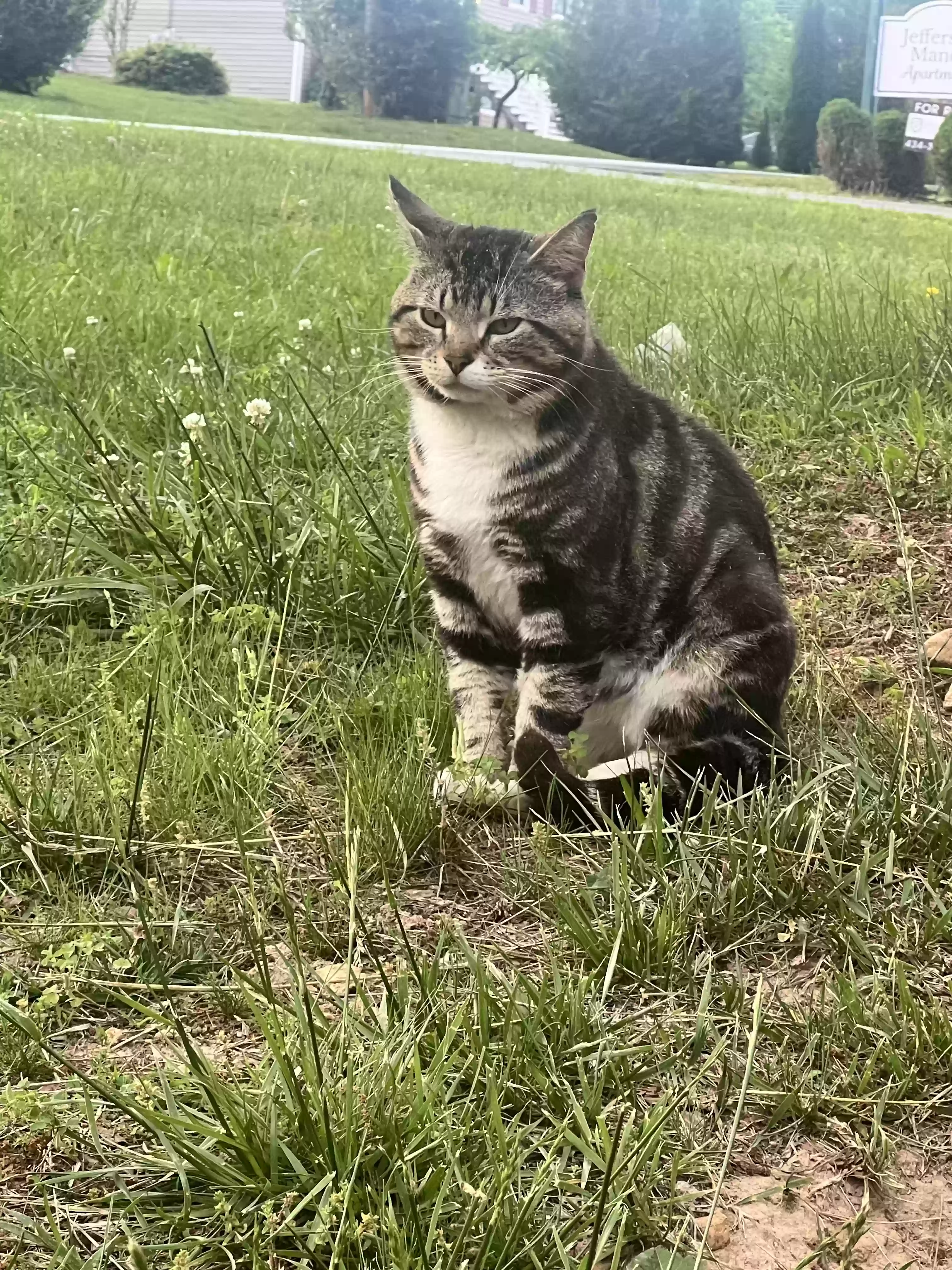 Lost cat in Madison Heights, VA, 24572