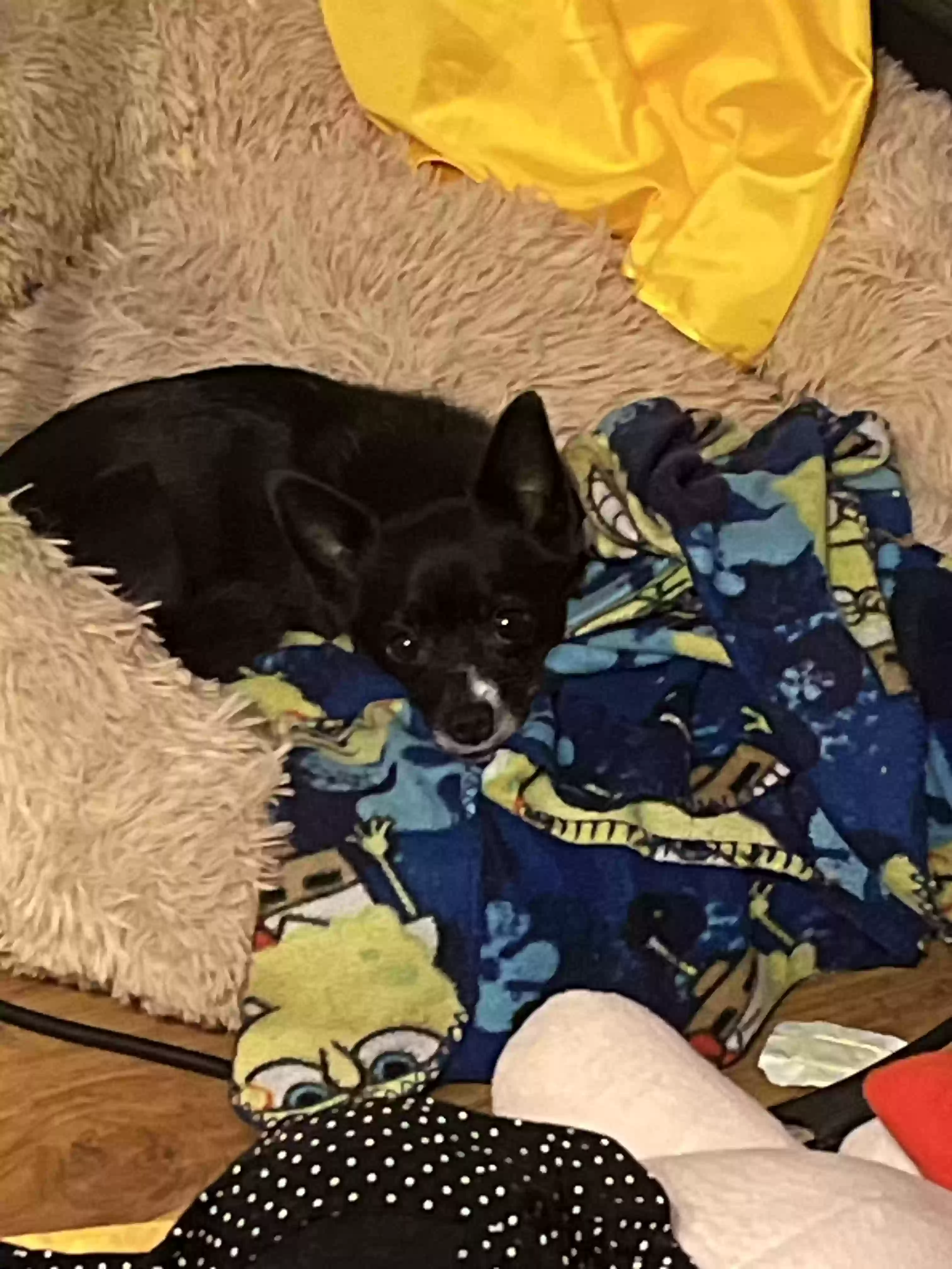Lost dog in Dallas, TX, 75252