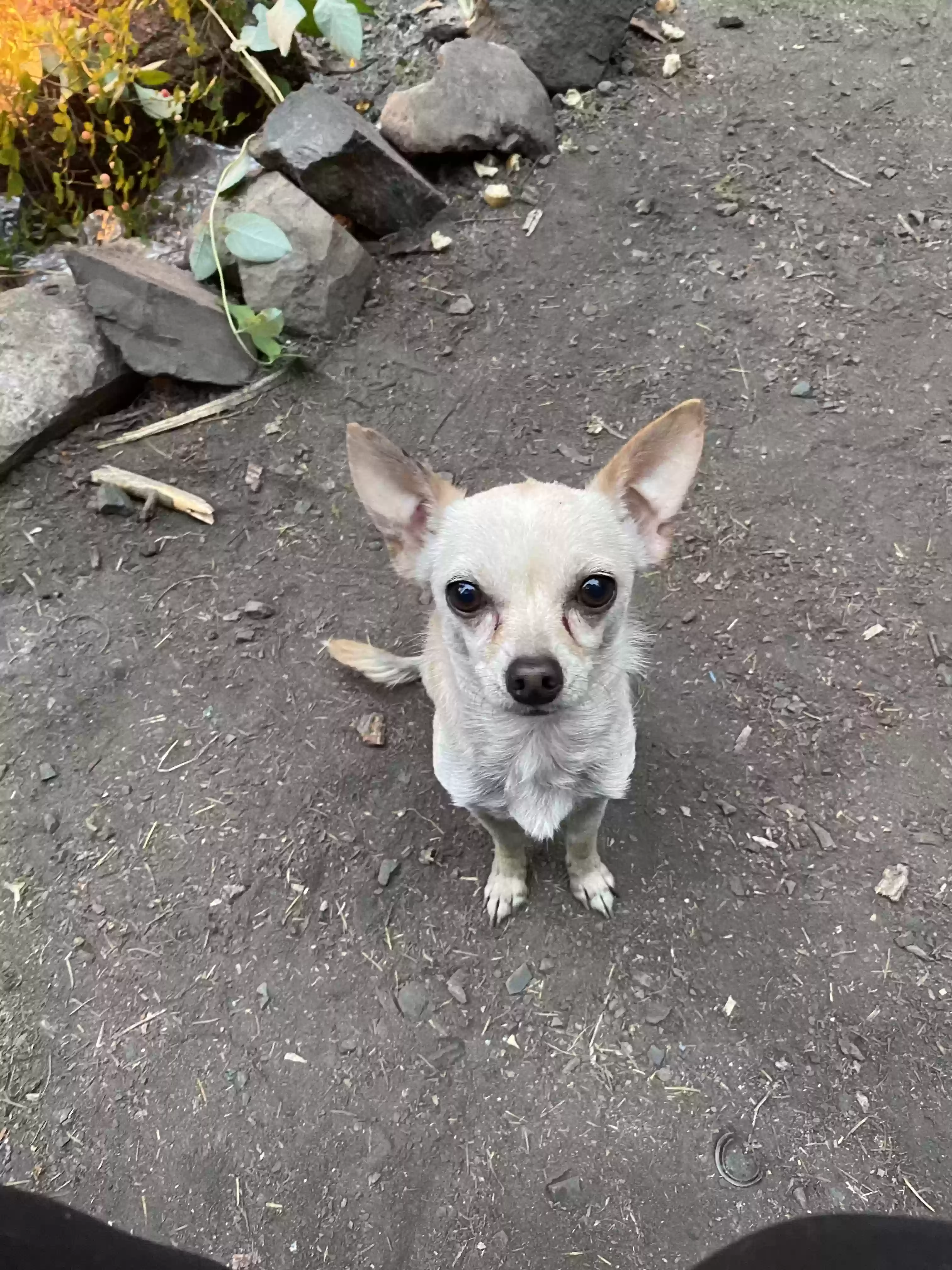 Lost dog in Springfield, OR, 97477
