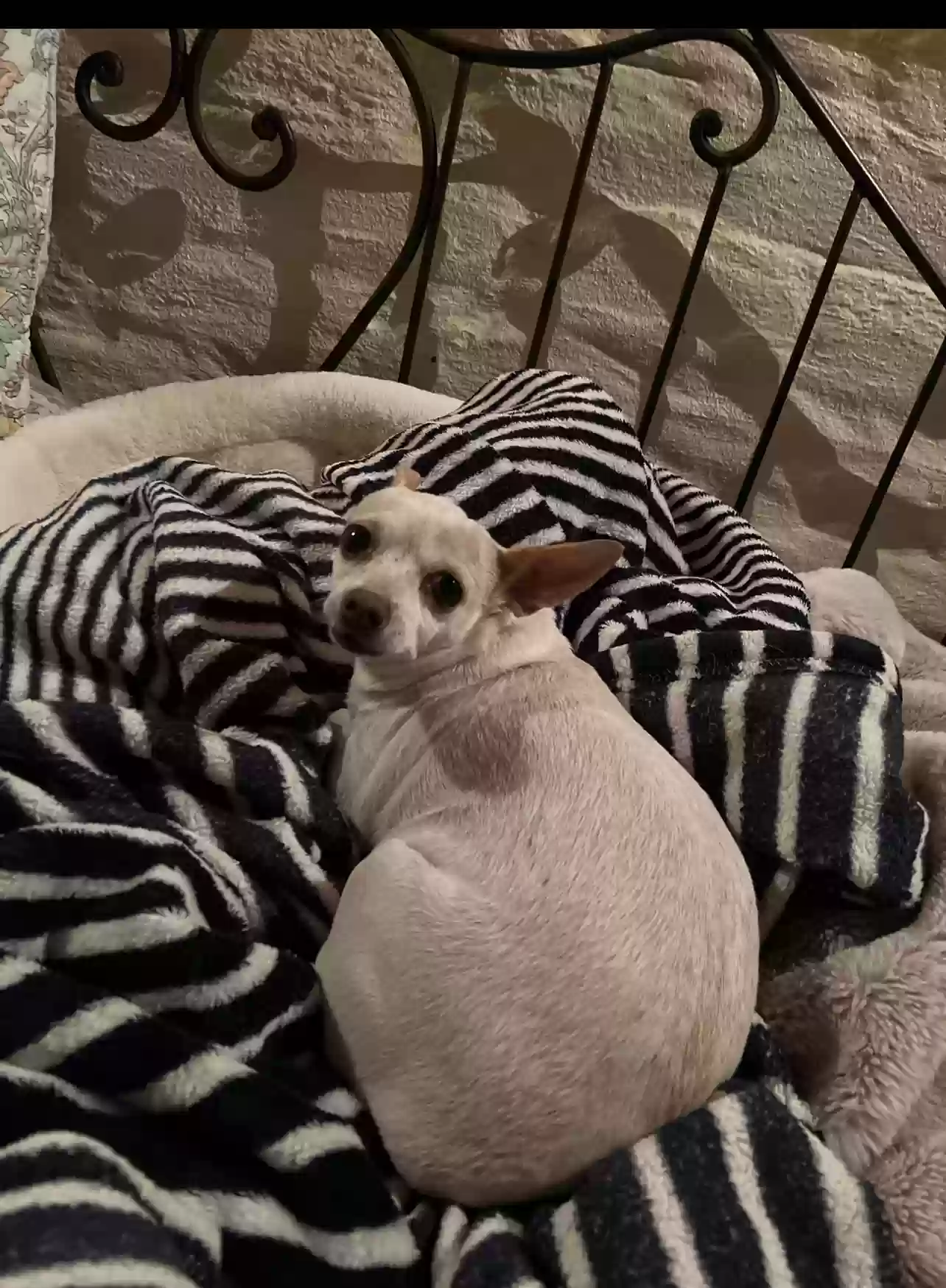 Lost dog in Tucson, AZ, 85743