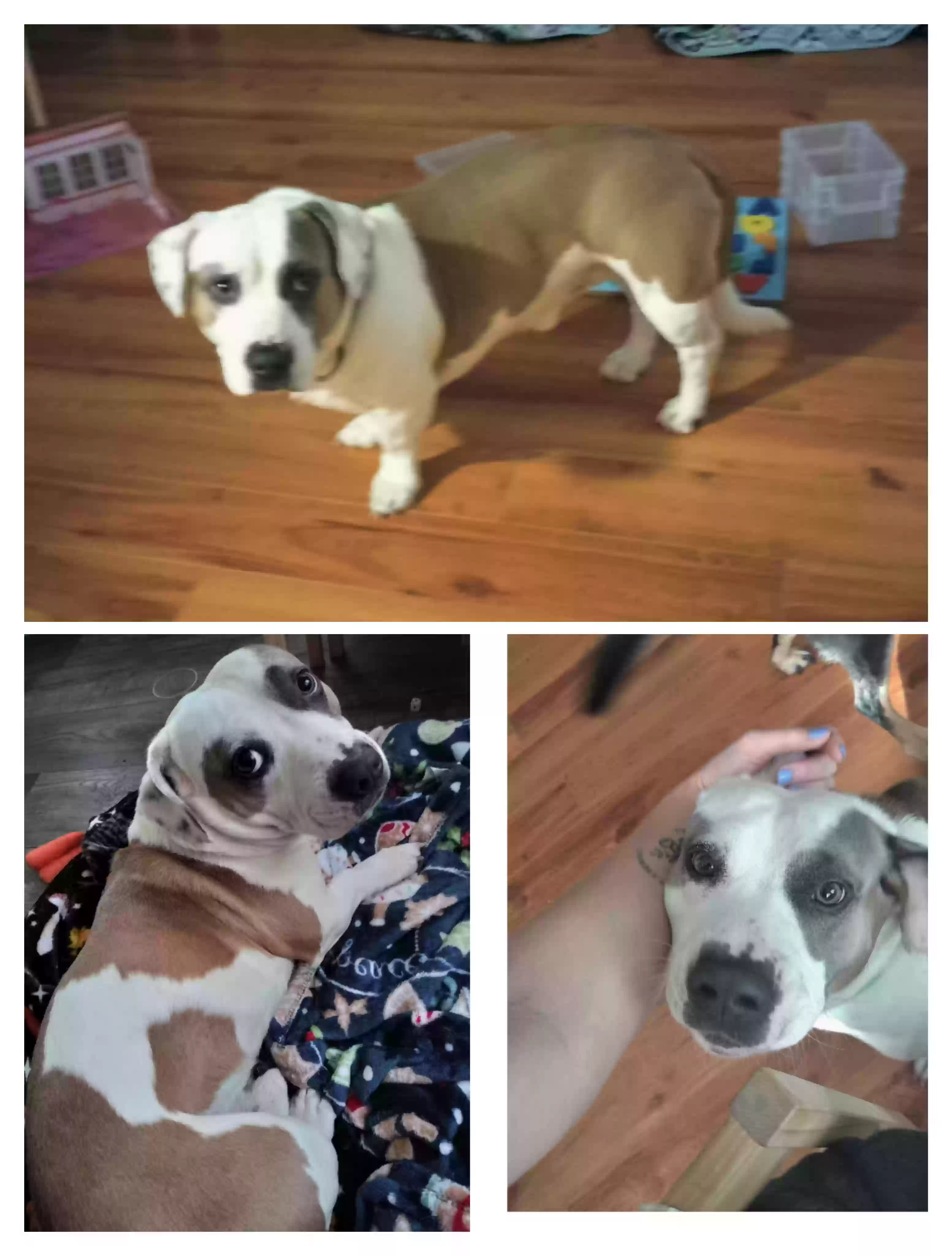 Lost dog in Gaffney, SC, 29341