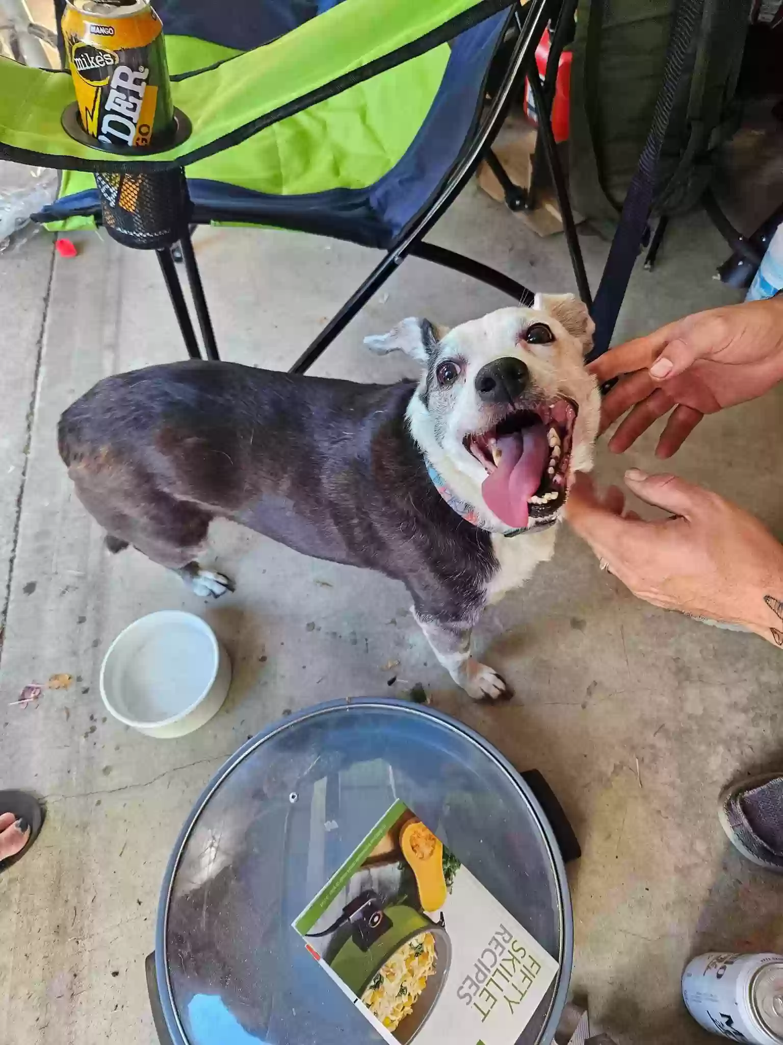 Lost dog in Shelton, WA, 98584
