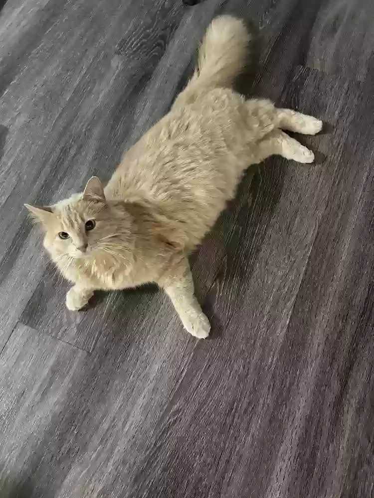 Lost cat in Austin, TX, 78759