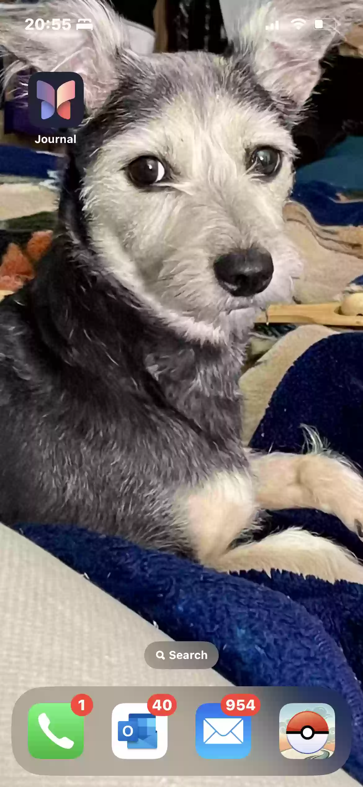 Lost dog in Katy, TX, 77449