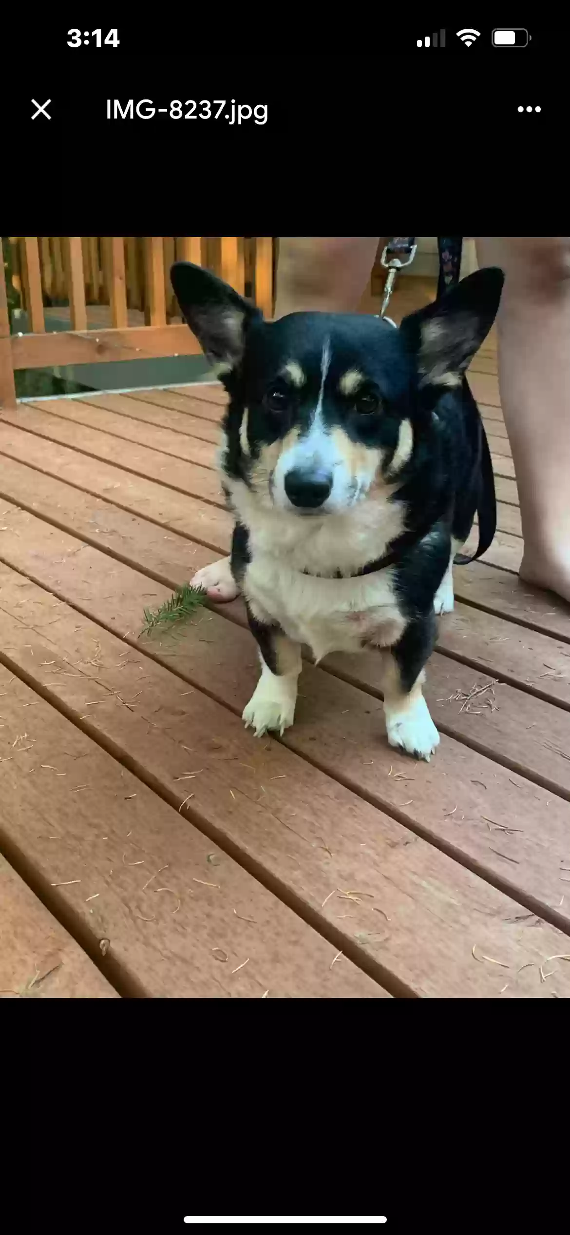 Lost dog in Salem, OR, 97304