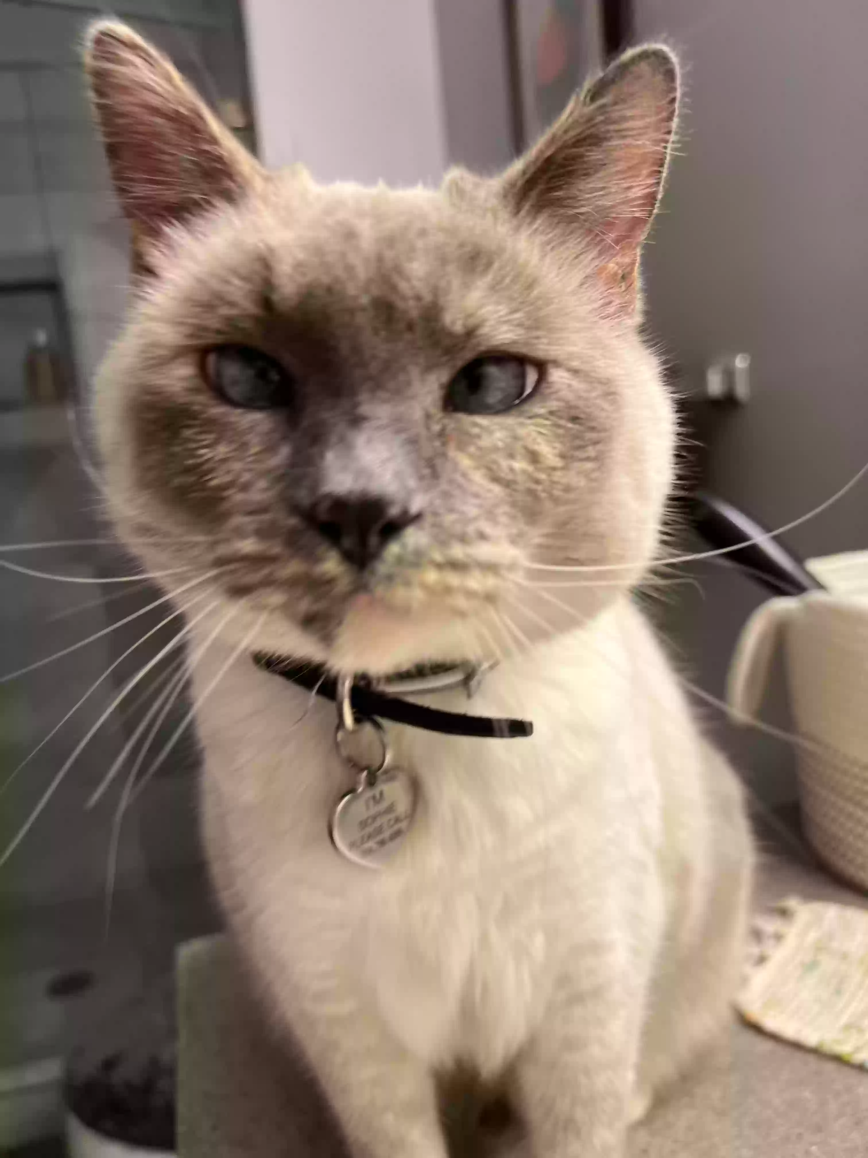 Lost cat in Kuna, ID, 83634