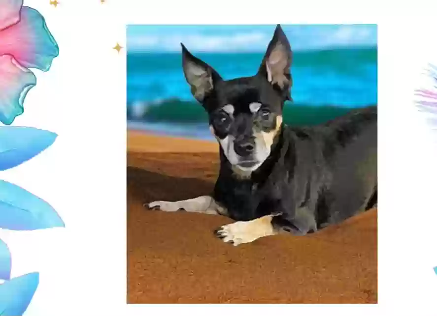 Lost dog in Richardson, TX, 75081
