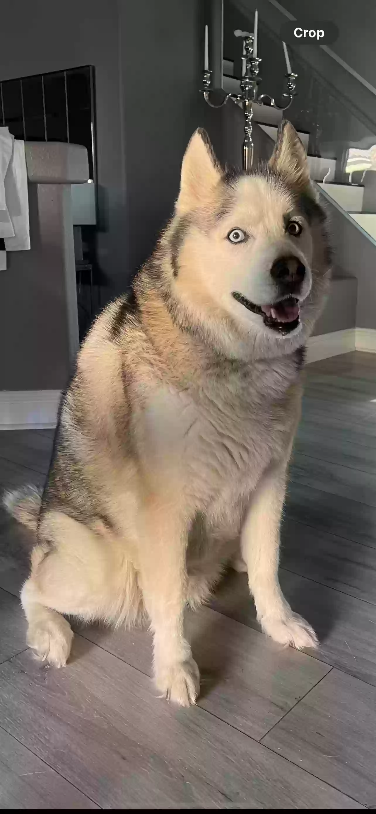 Lost dog in Las Vegas, NV, 89141