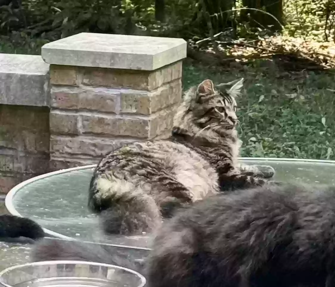 Lost cat in Evansville, IN, 47720