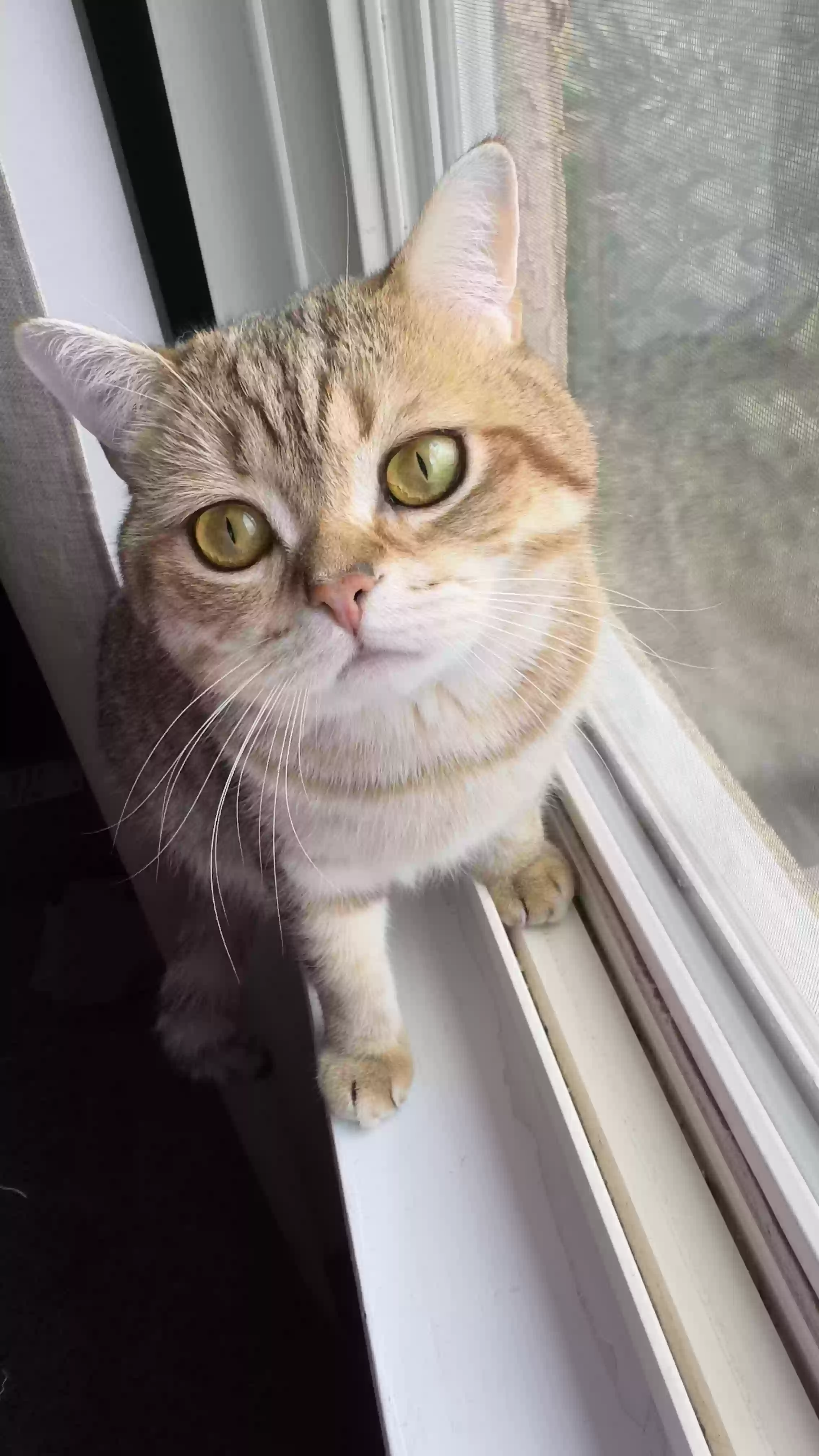Lost cat in Philadelphia, PA, 19116