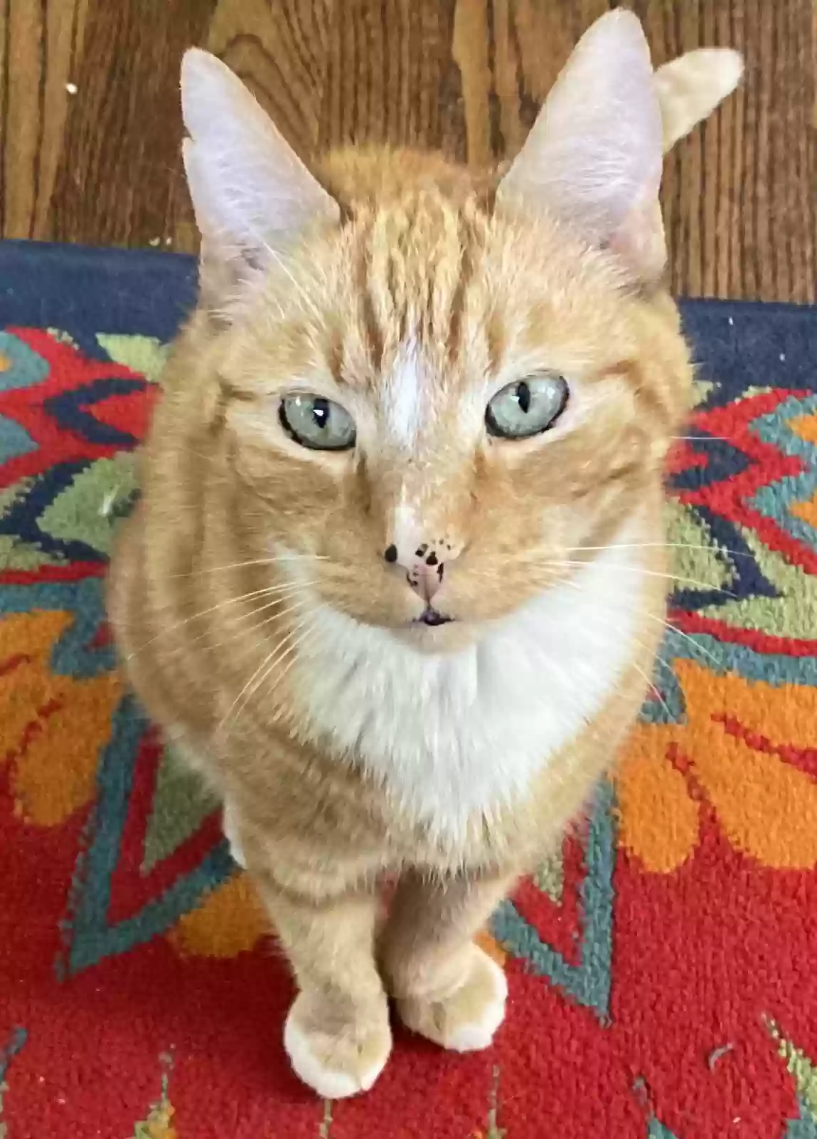 Lost cat in Seattle, WA, 98125