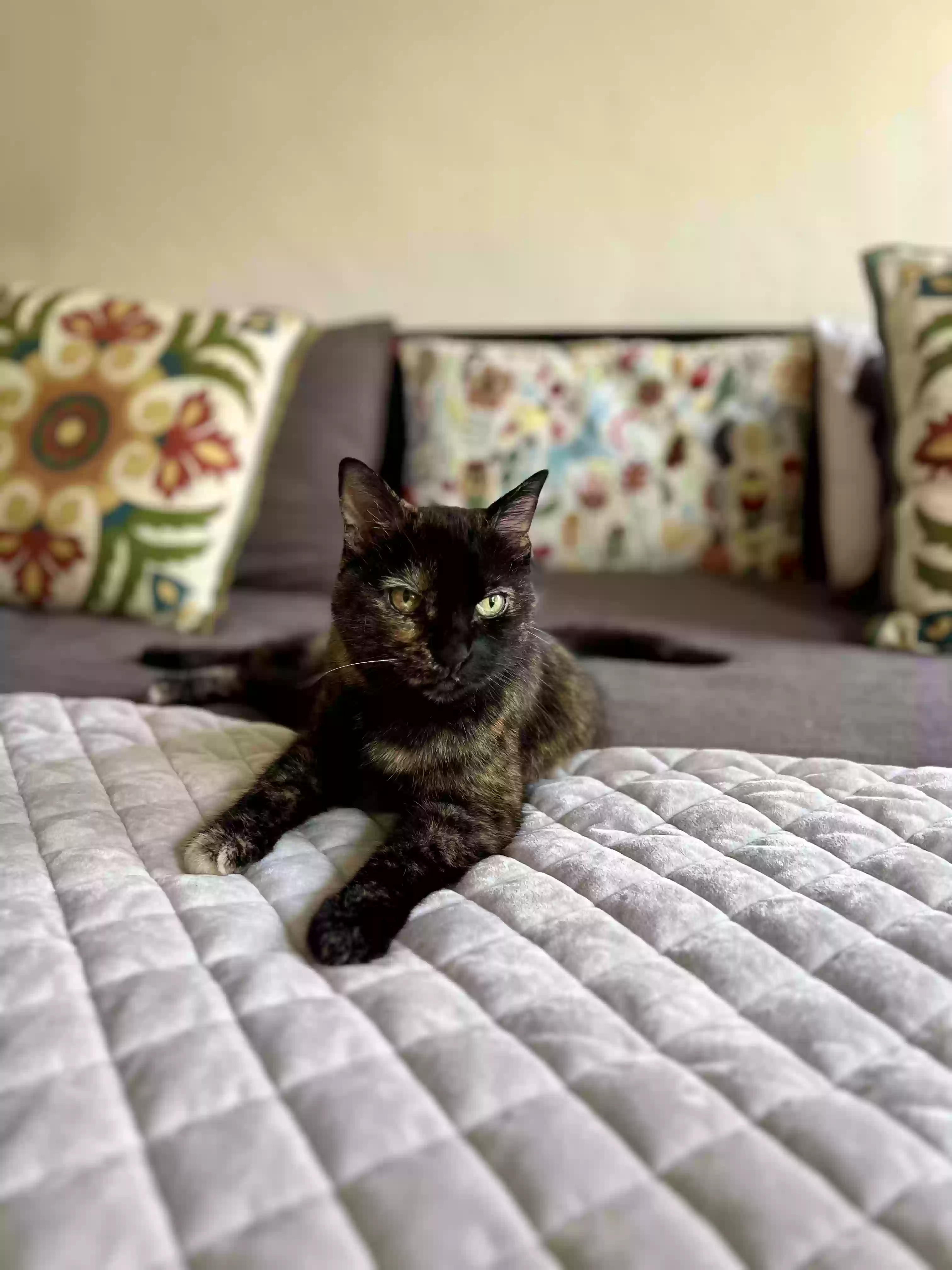 Lost cat in Los Angeles, CA, 90046