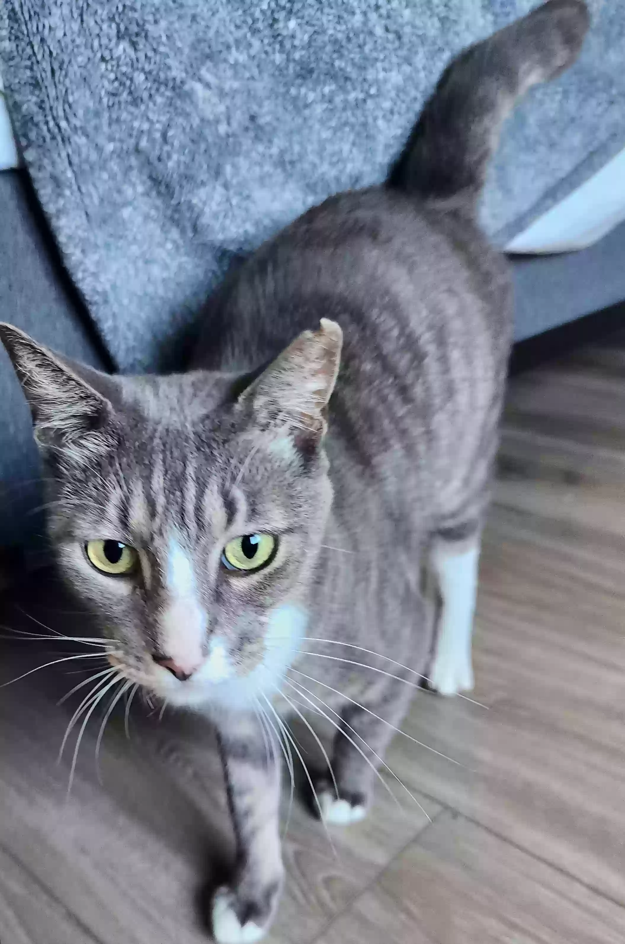 Lost cat in San Diego, CA, 92154