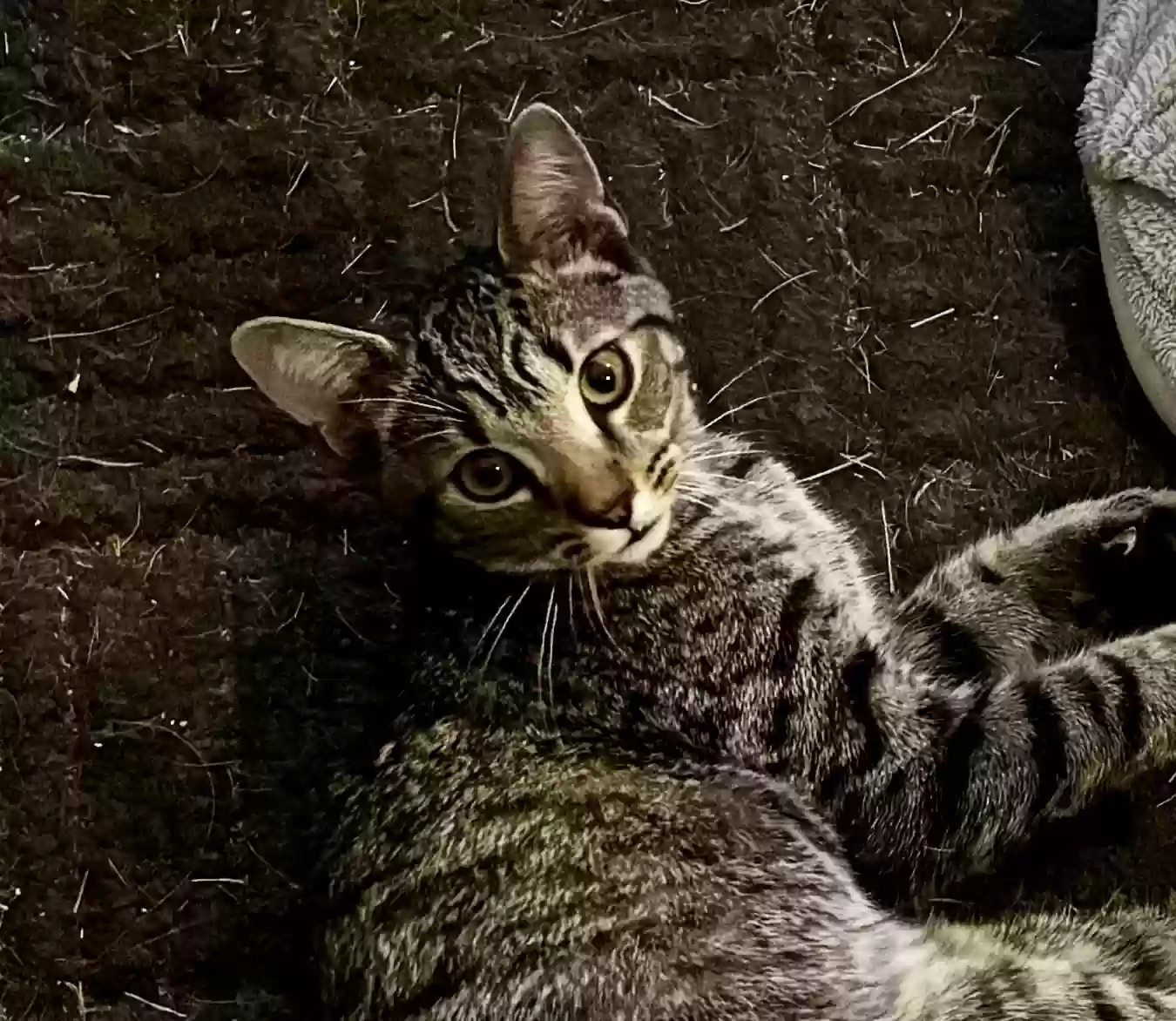 Found cat in Hamilton, OH, 45013
