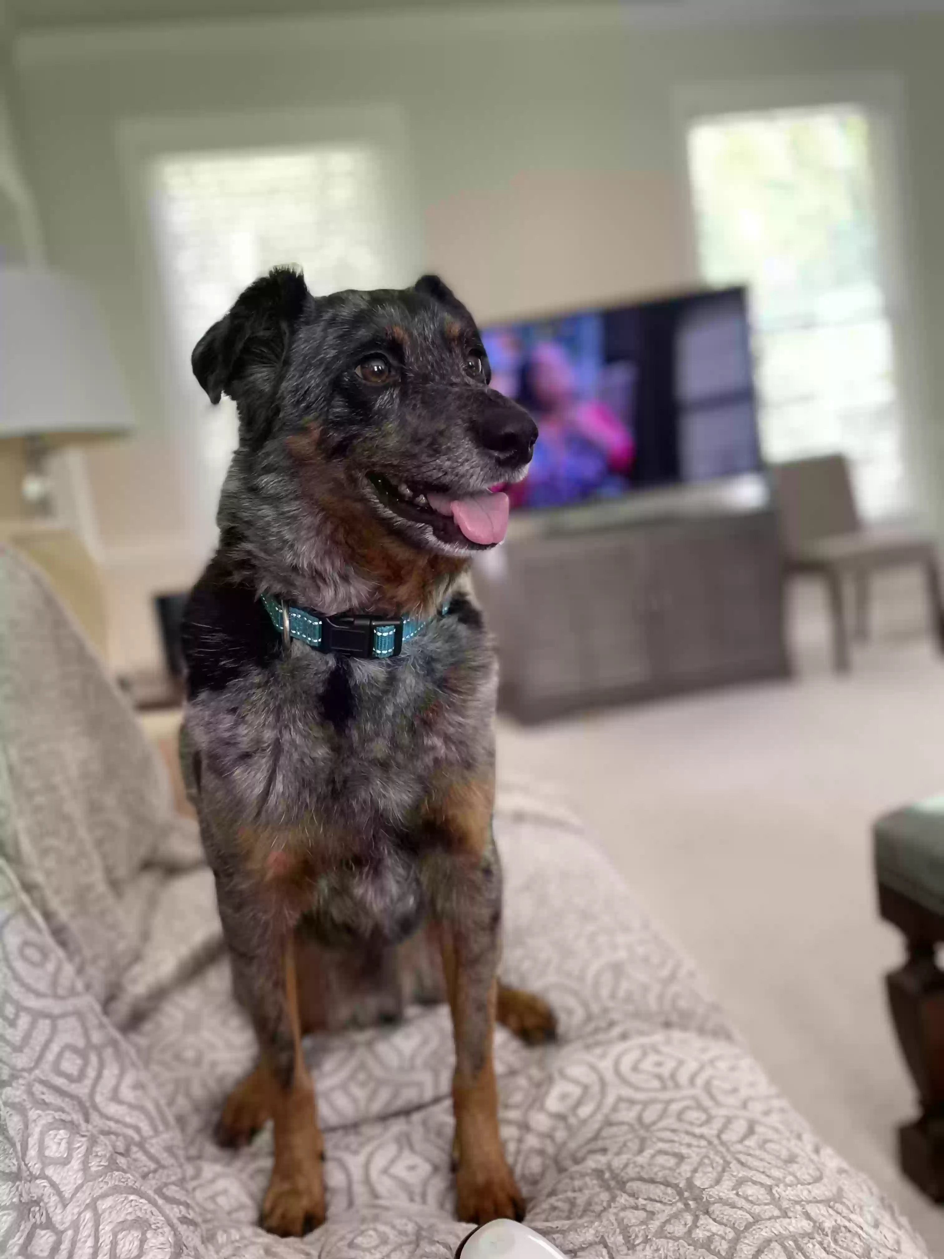 Lost dog in Raleigh, NC, 27616