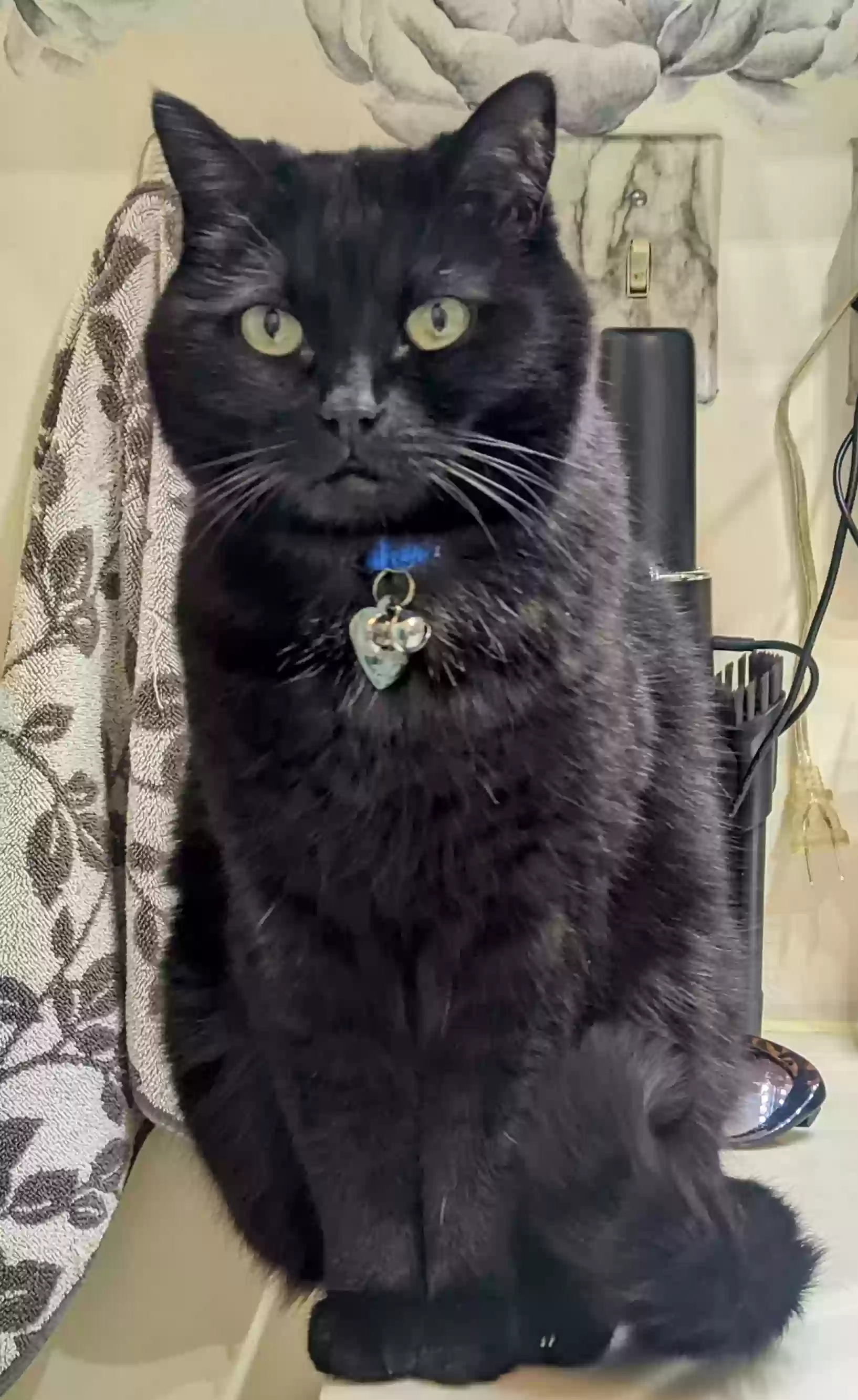 Lost cat in Wappingers Falls, NY, 12590