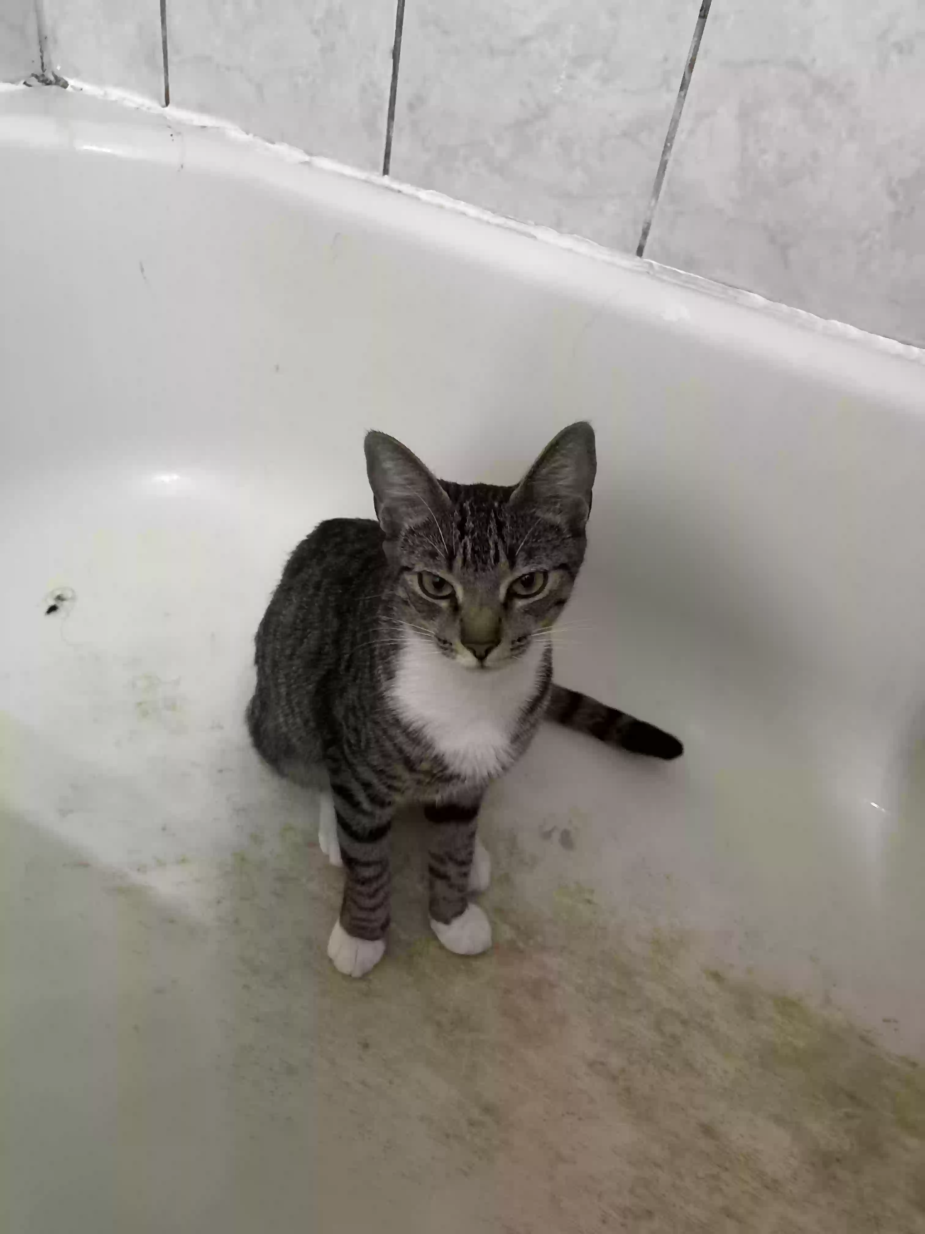 Lost cat in Pompano Beach, FL, 33065