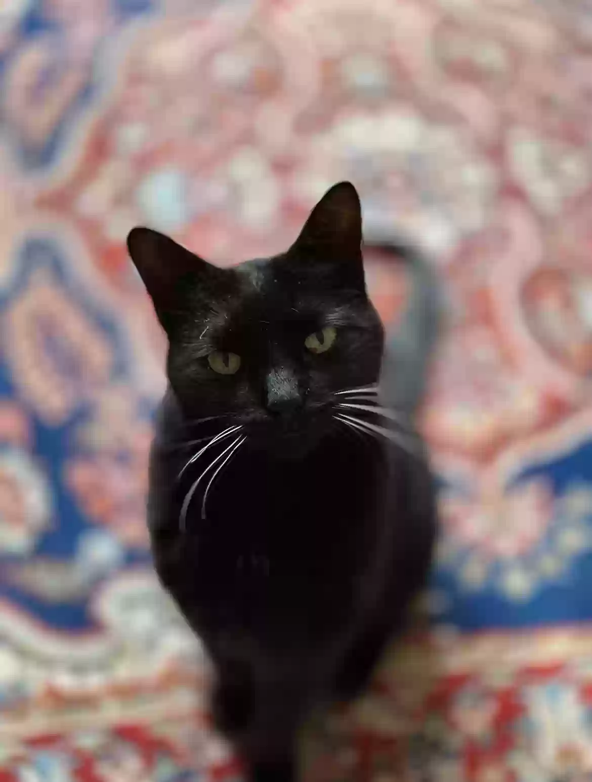 Lost cat in Madison, WI, 53726