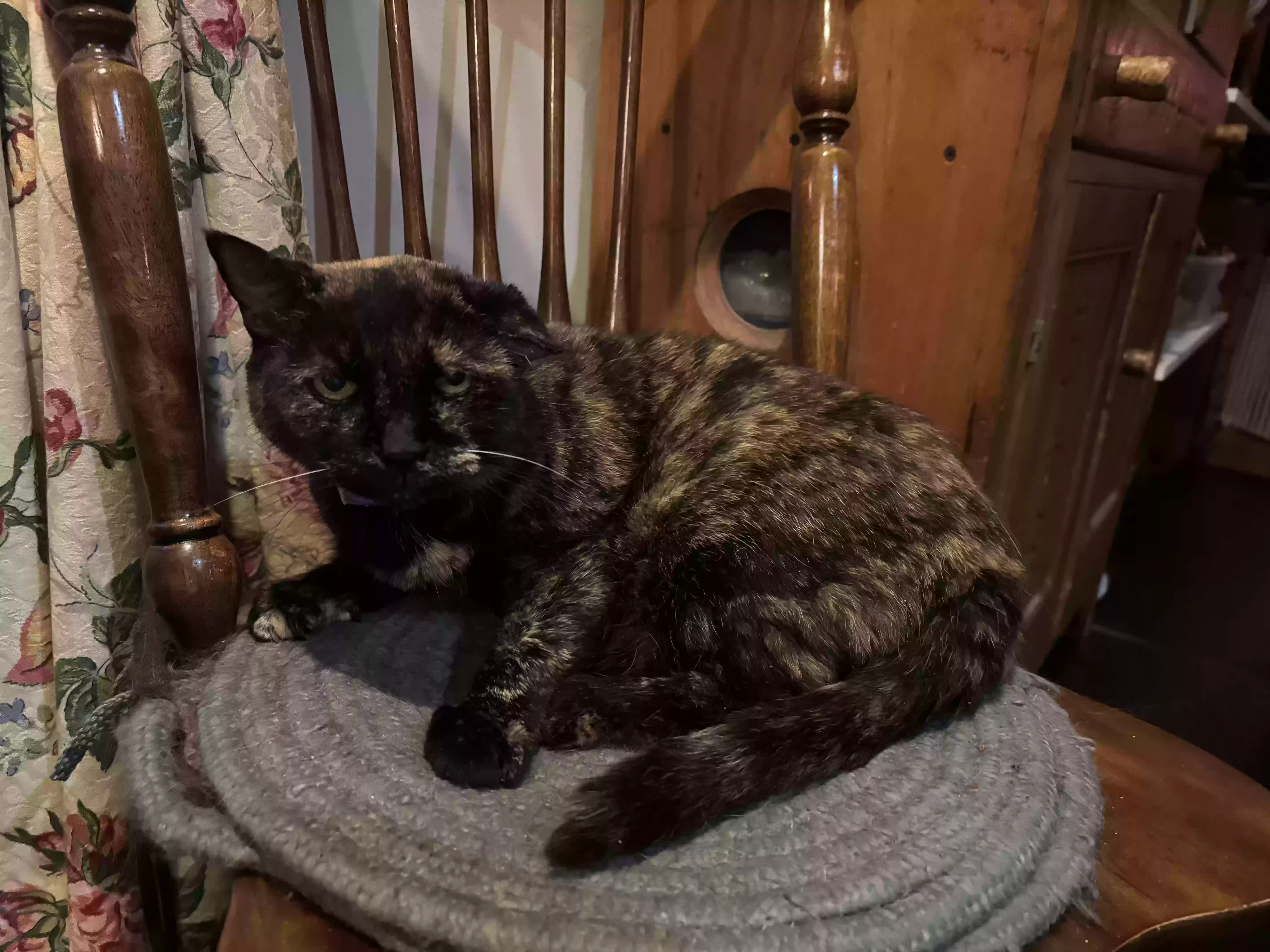 Lost cat in Halifax, MA, 2338