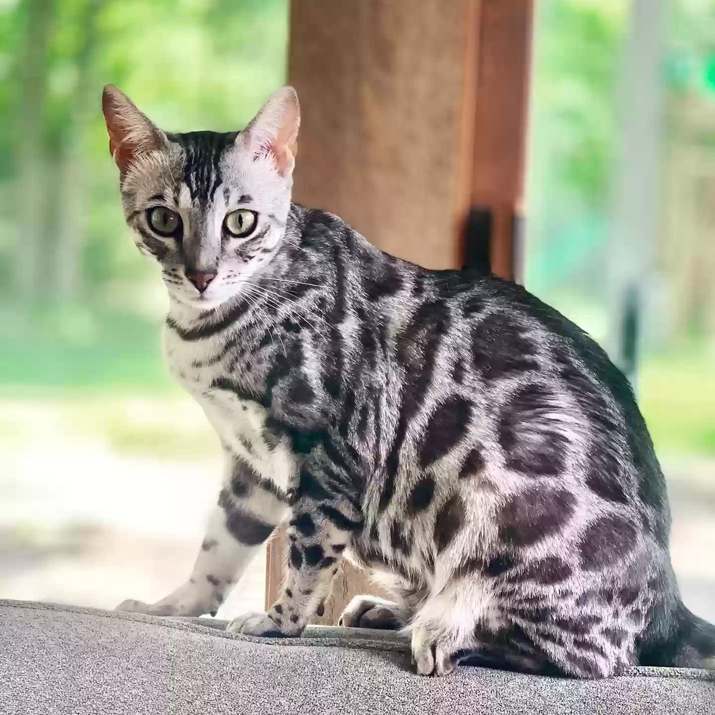 Lost cat in West Bloomfield, MI, 48323