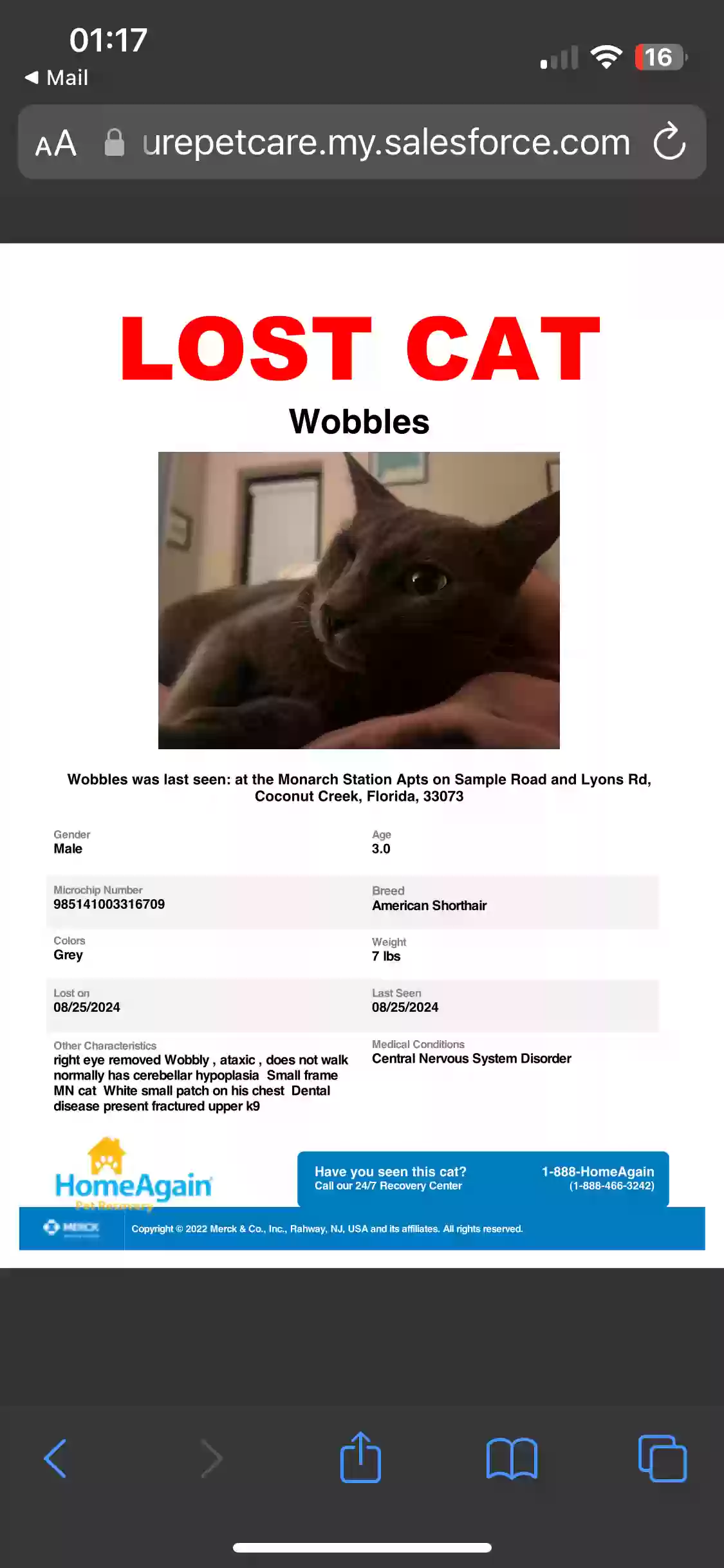 Lost cat in Pompano Beach, FL, 33073