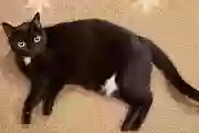 Lost cat in Richmond, VA, 23221
