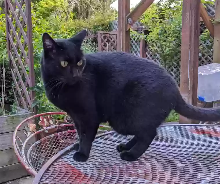 Lost cat in San Francisco, CA, 94109