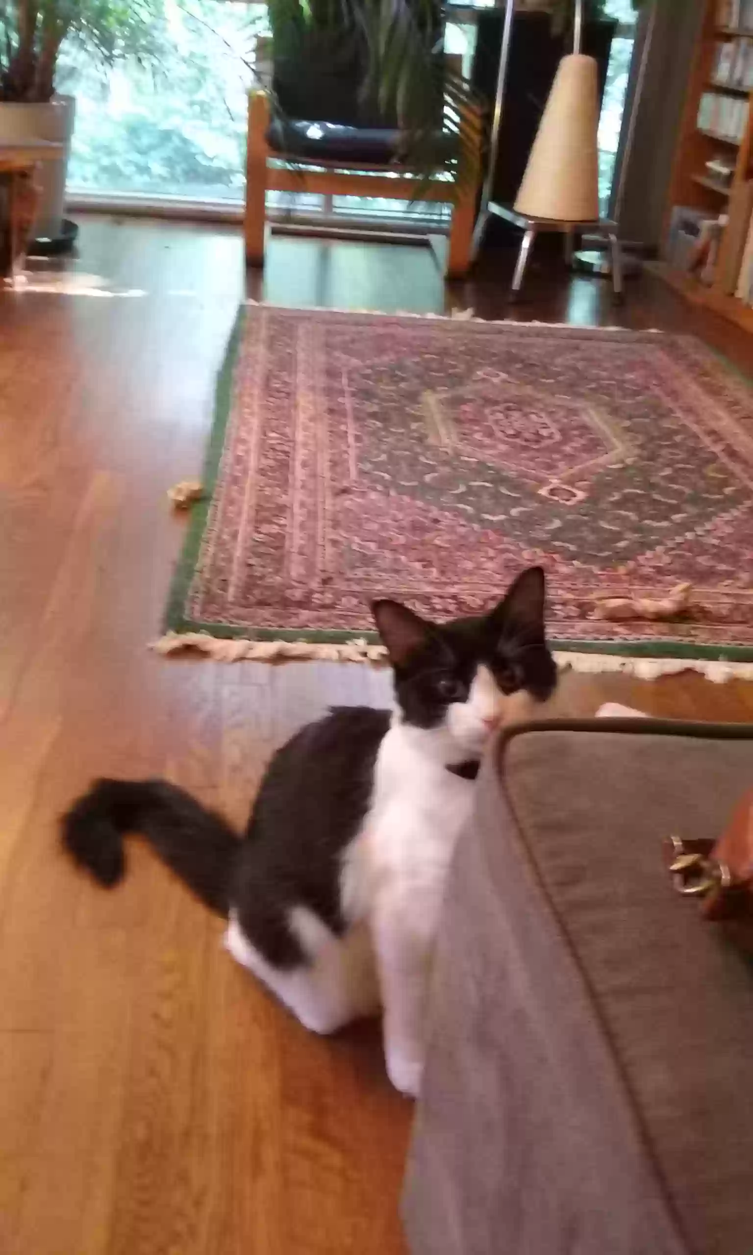 Lost cat in Decatur, GA, 30033