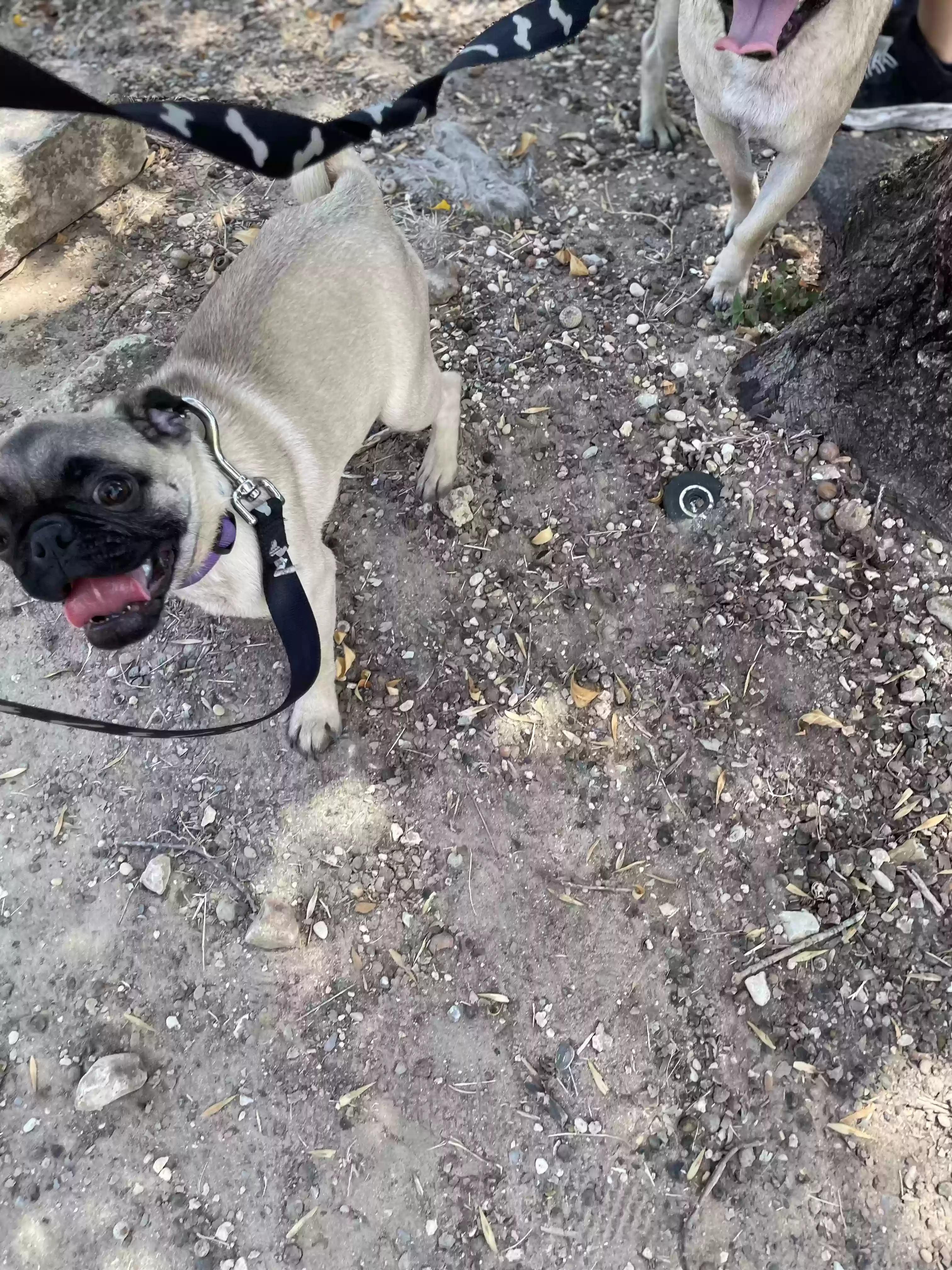Lost dog in San Antonio, TX, 78201