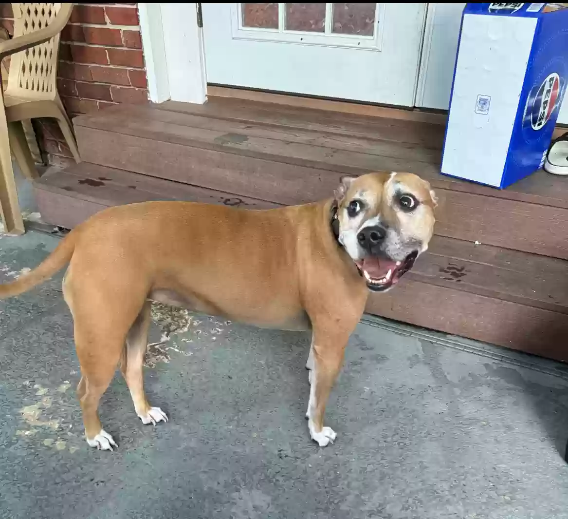 Lost dog in Sanford, FL, 32771