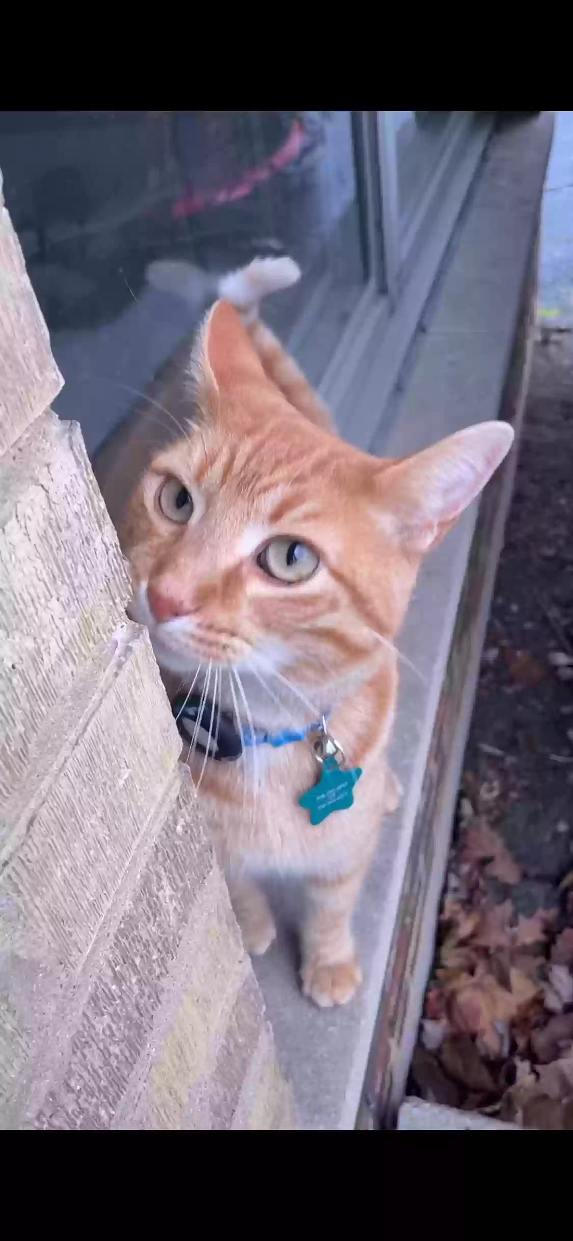 Found cat in La Grange Park, IL, 60526