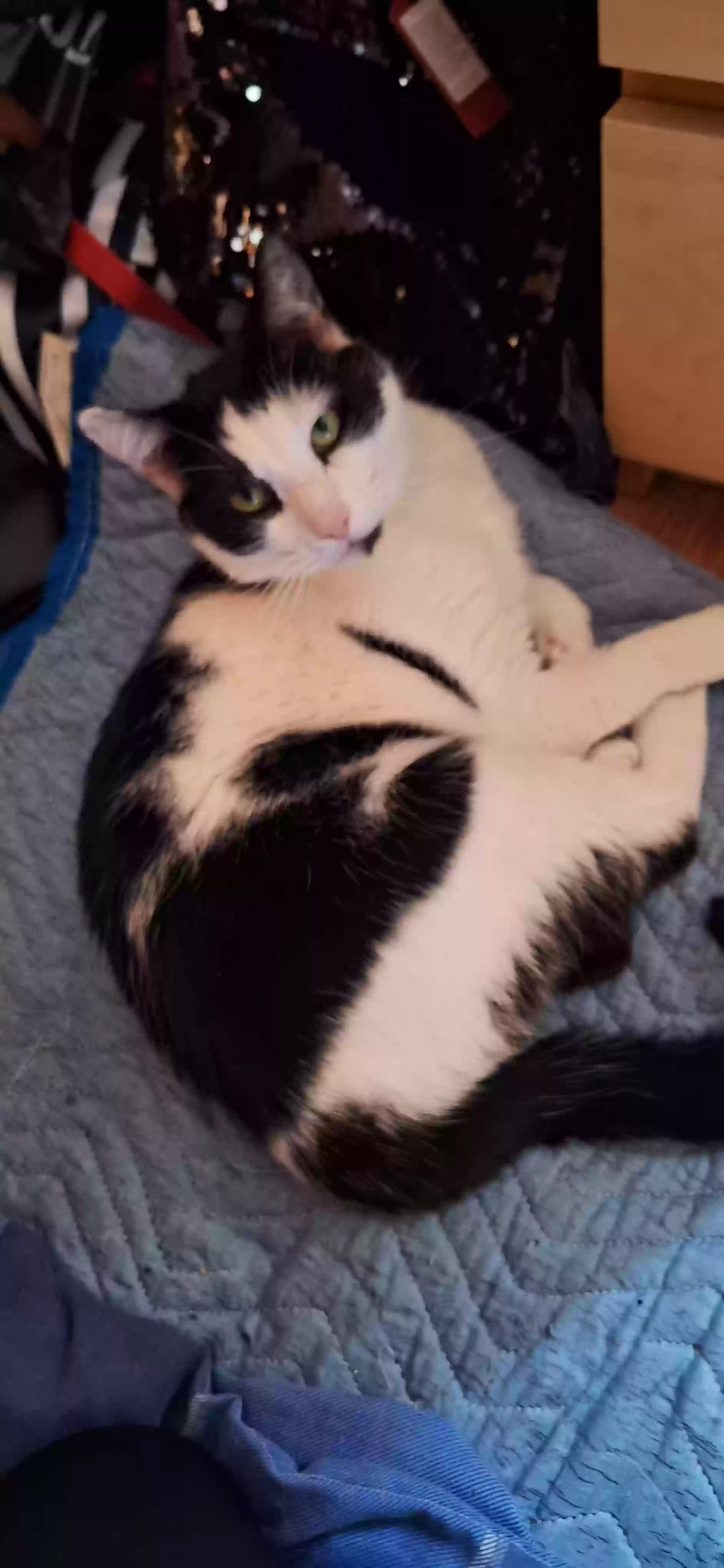 Lost cat in Reston, VA, 20191
