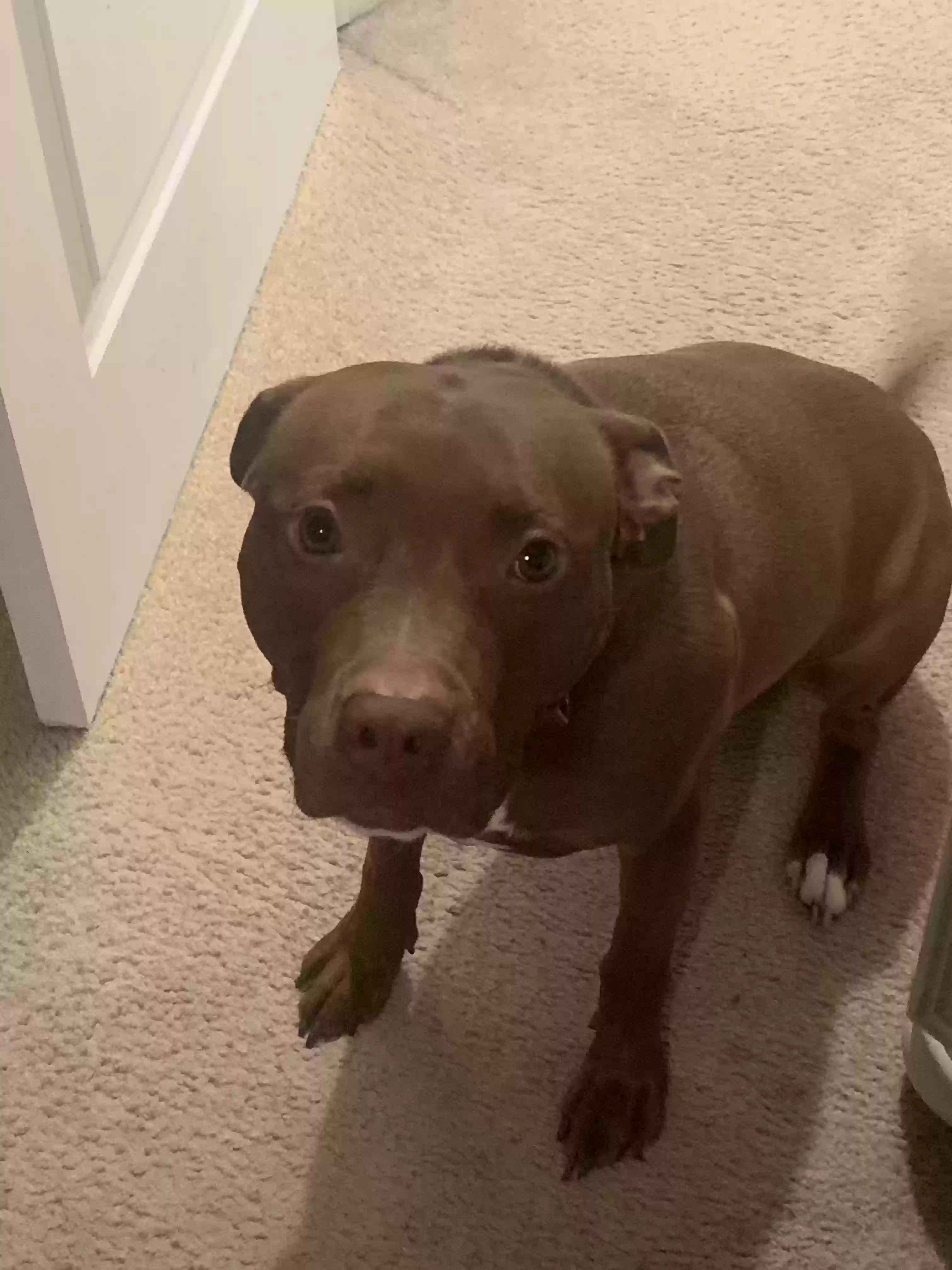 Lost dog in Southfield, MI, 48076