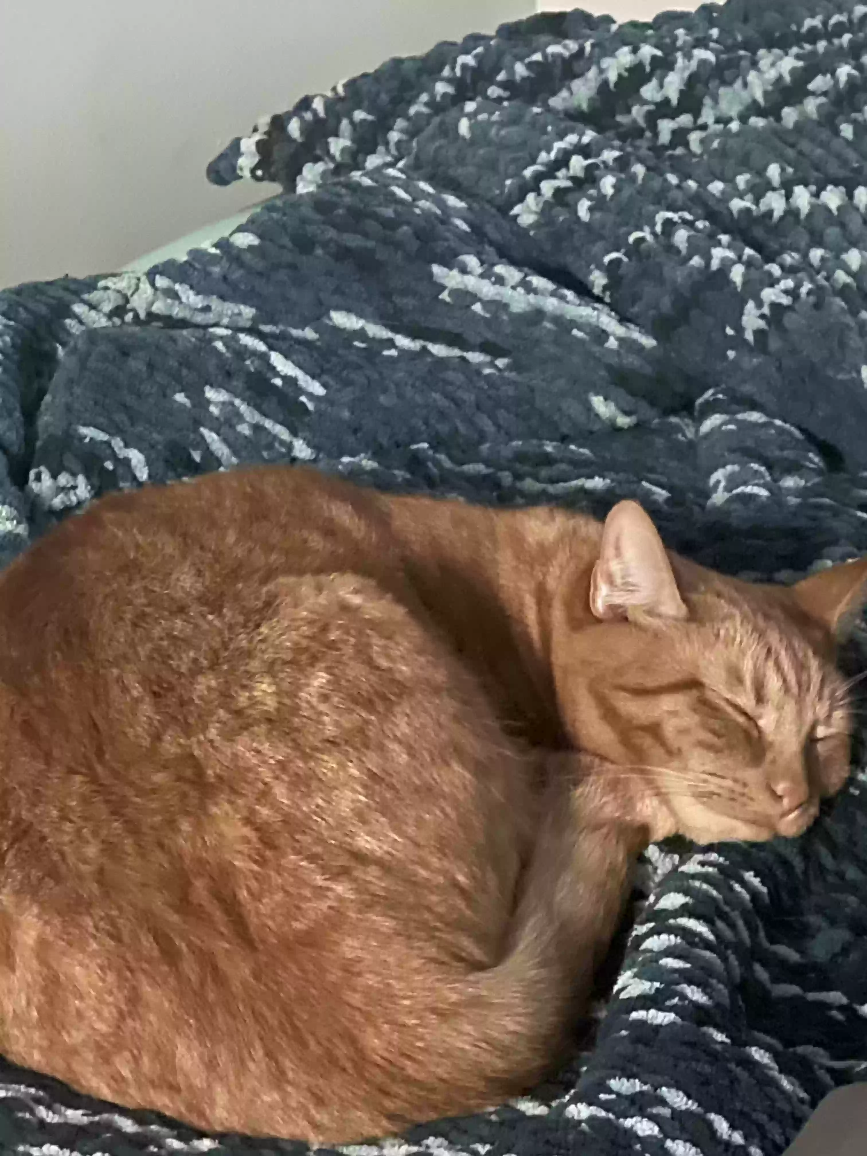Lost cat in Pittsburgh, PA, 15215