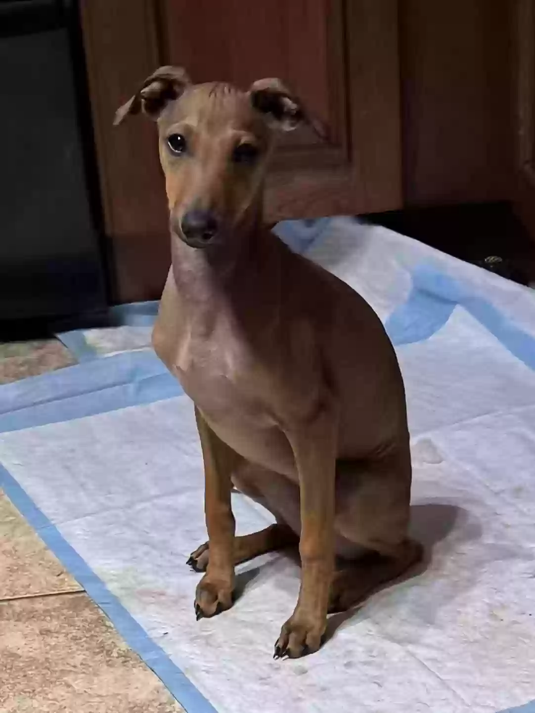 Lost dog in Flemington, NJ, 8822