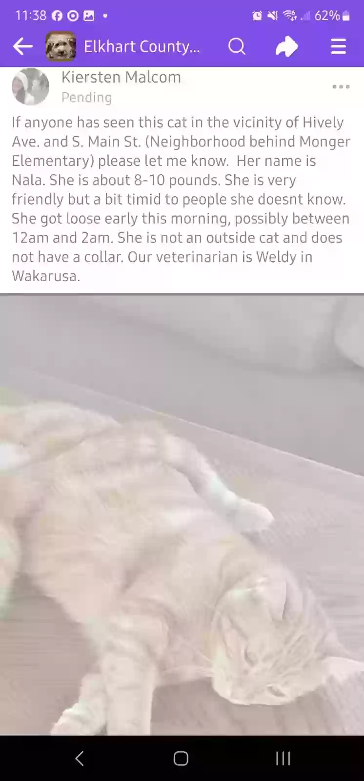 Lost cat in Elkhart, IN, 46517