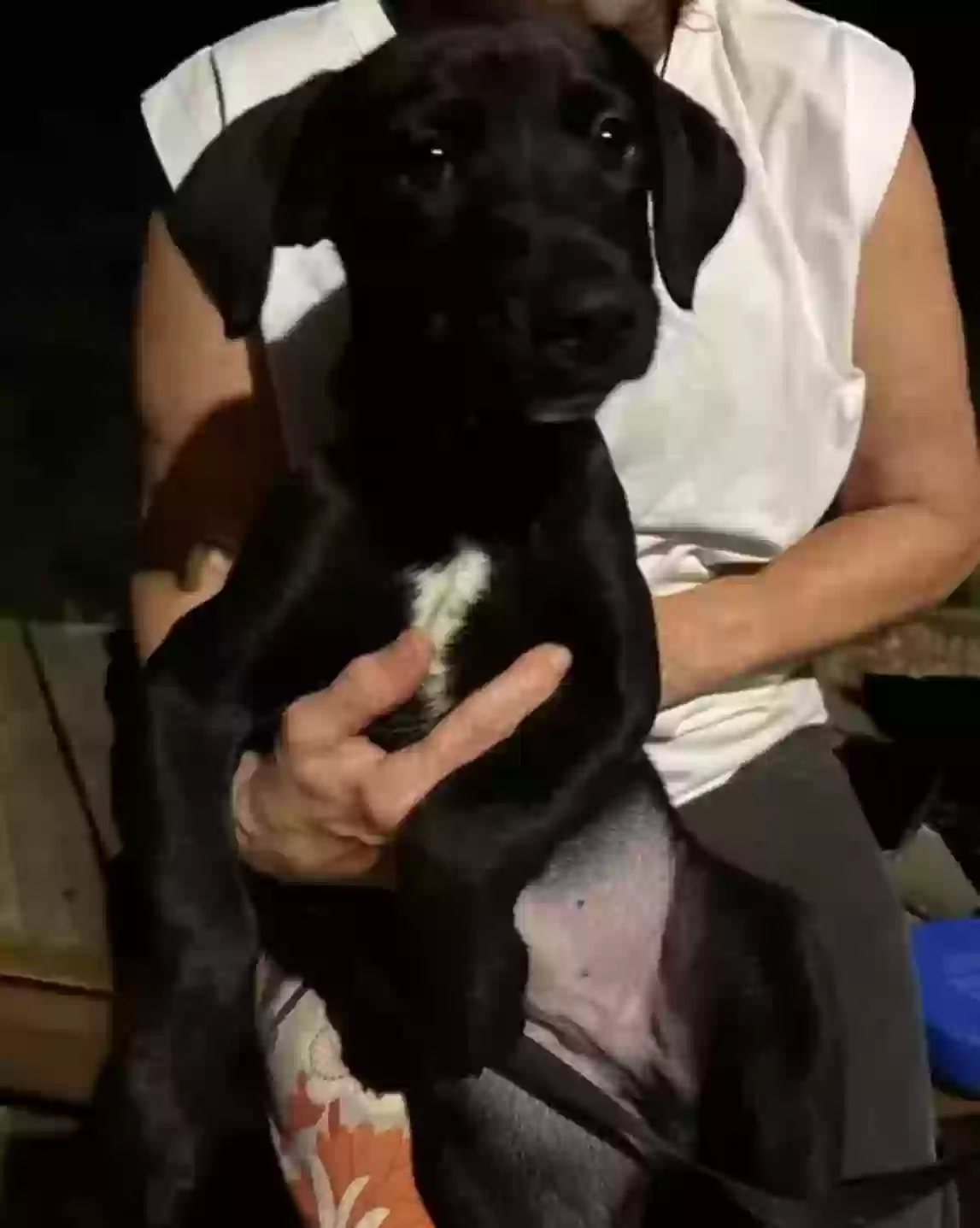 Found dog in Hawley, PA, 18428