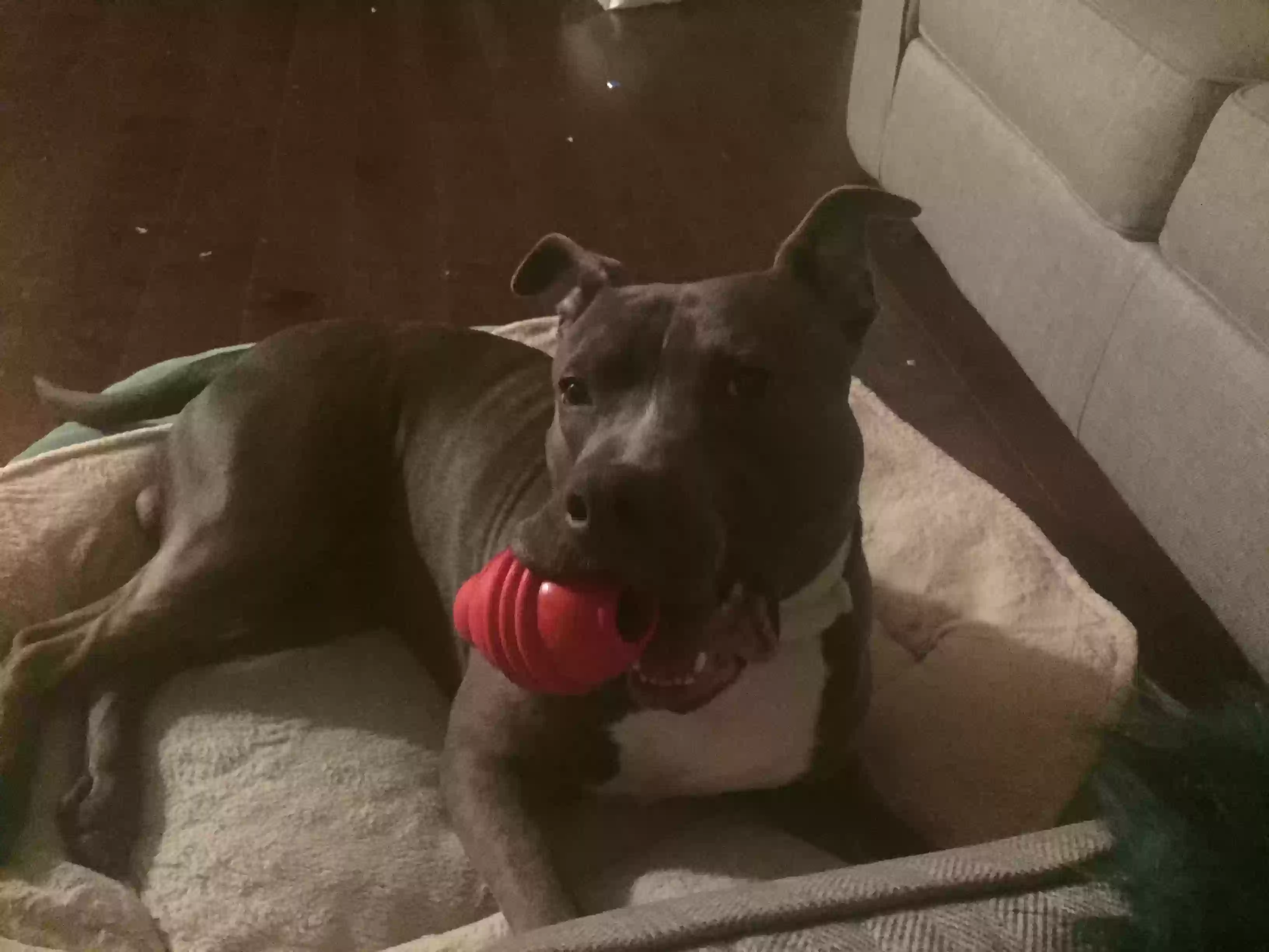 Lost dog in Charlotte, NC, 28212