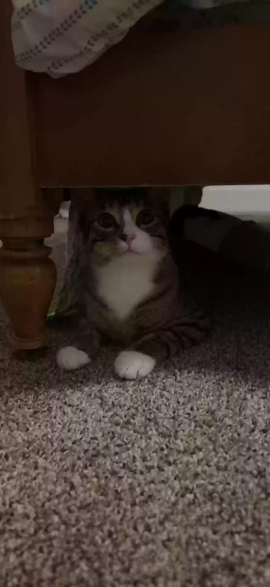 Lost cat in Boulder, CO, 80303
